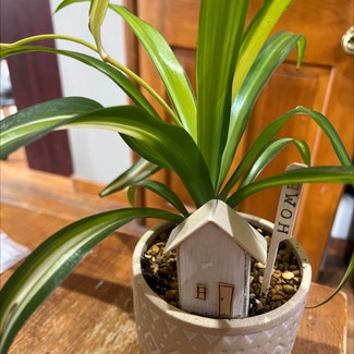 Spider Plant plant in Bedford, New Hampshire