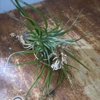 Giant Airplant plant in Bedford, New Hampshire