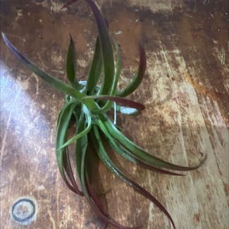 Aloe vera plant in Bedford, New Hampshire