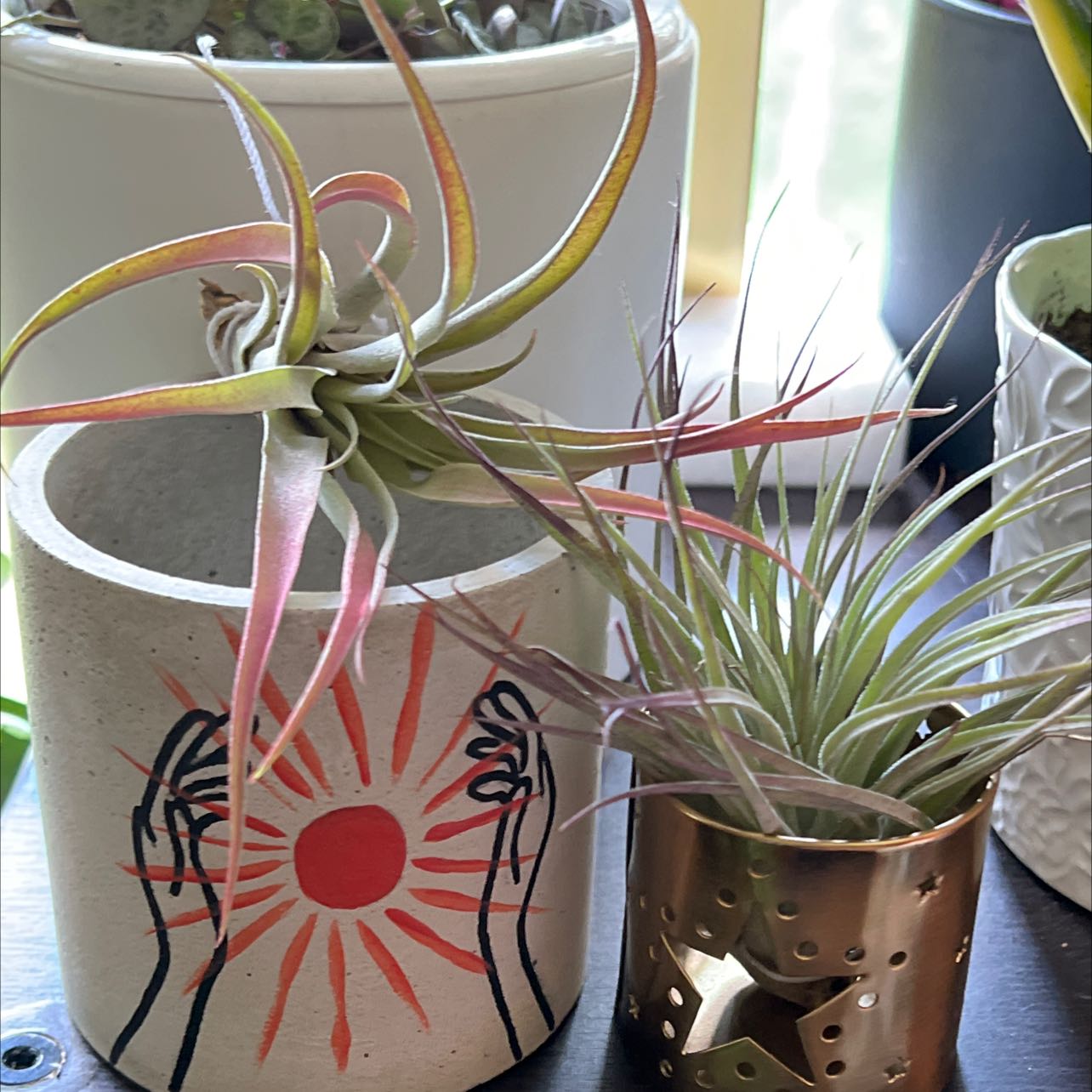 Two Brachycaulos Green Air Plants in decorative pots, appearing healthy.