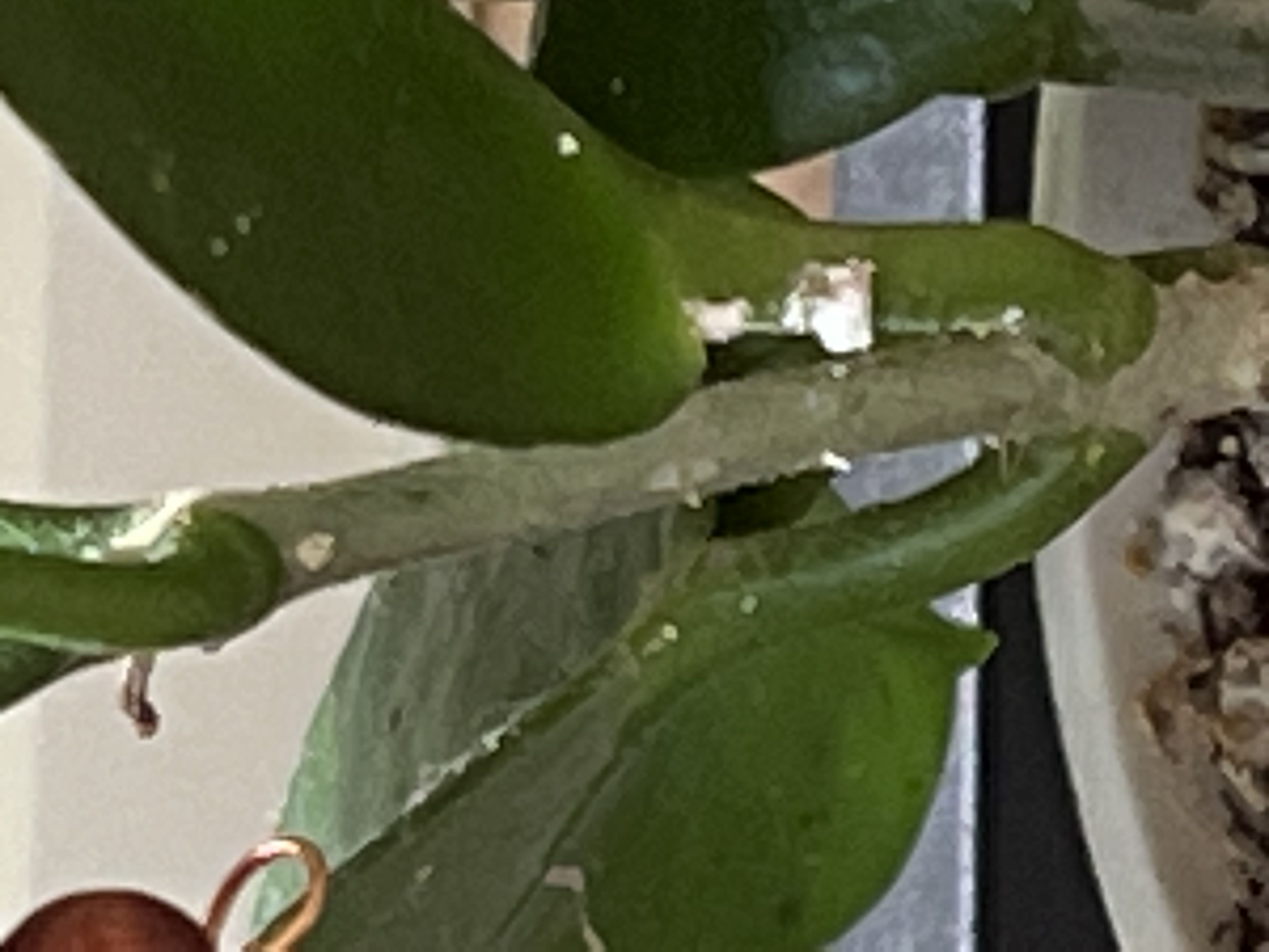 Photo from the post