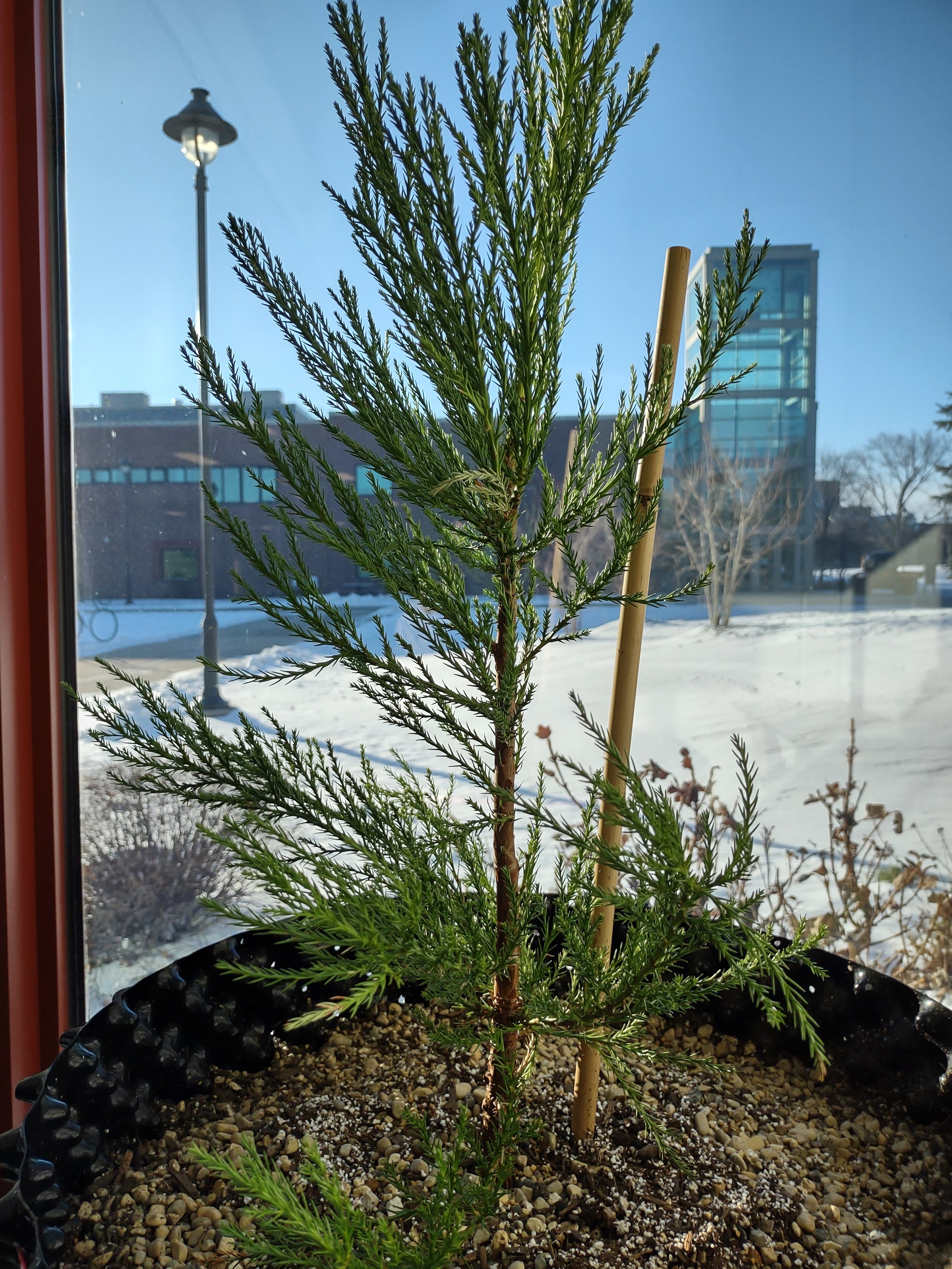 The Complete Giant Sequoia Plant Care Guide Water, Light & Beyond