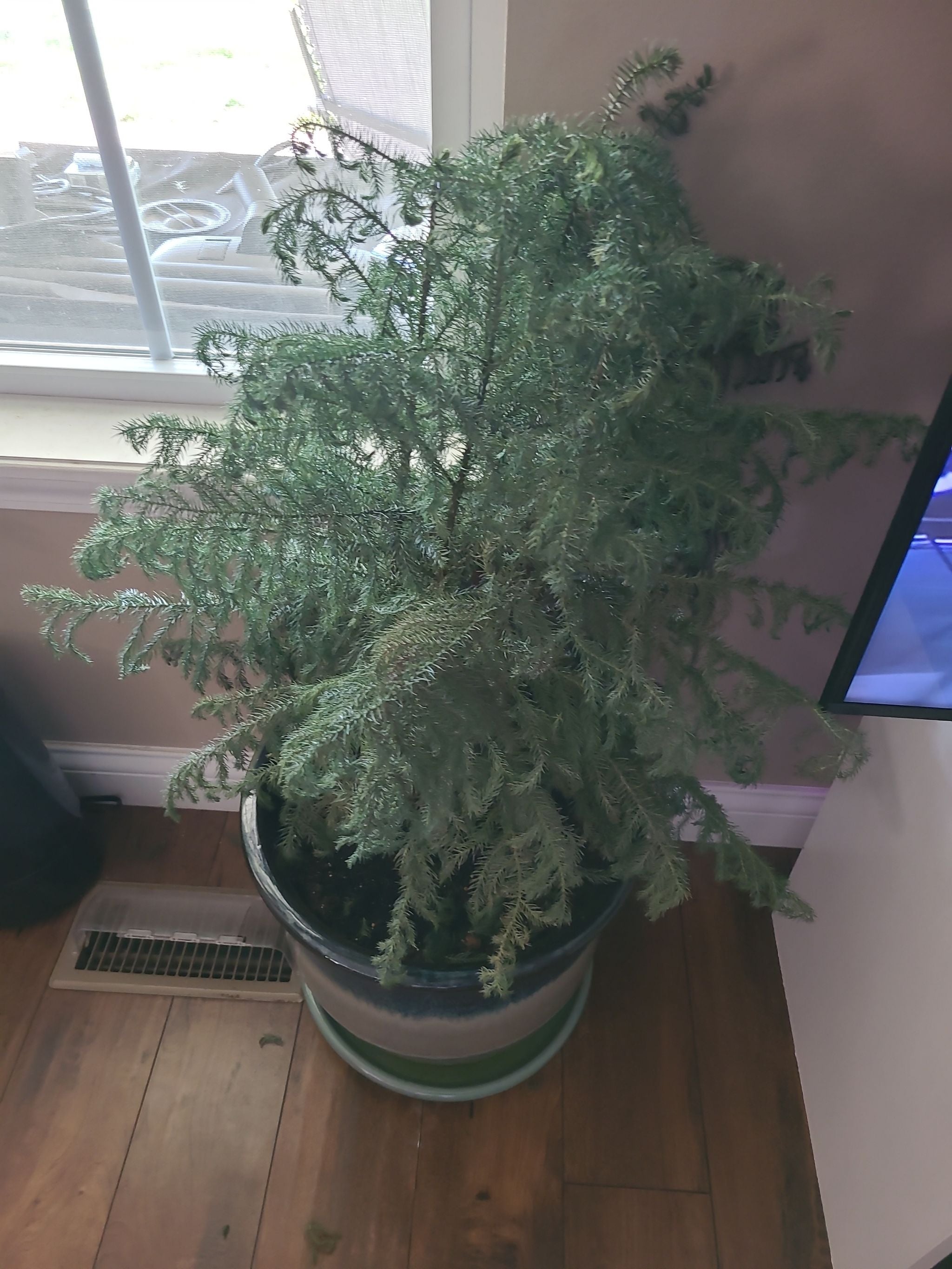 Norfolk Island Pine is Toxic To Cats 🐈