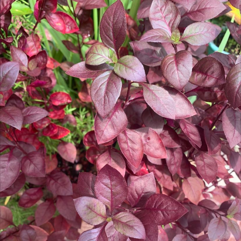 Brazilian Joyweed plant with vibrant reddish-purple leaves, well-framed and healthy.