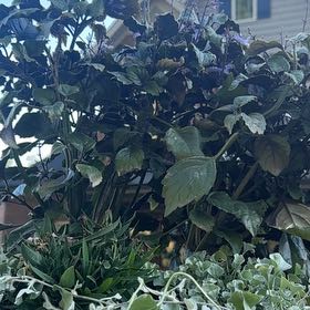 Photo of the plant species Mona Lavender by @FabTipa named Bodhi on Greg, the plant care app