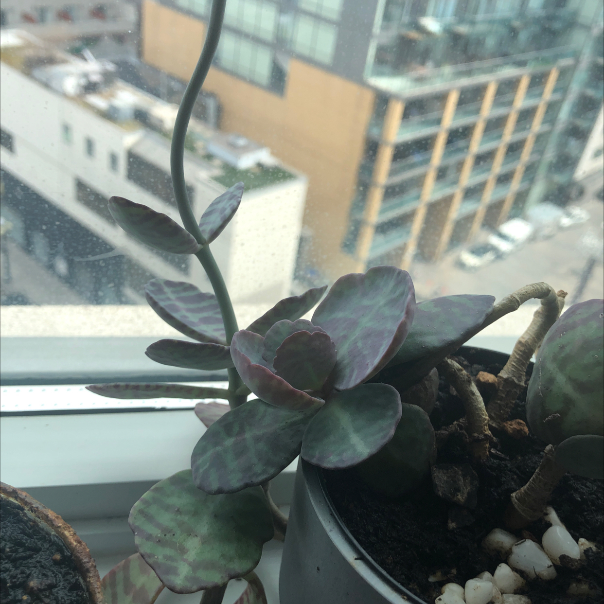 Kalanchoe humilis plant on a windowsill with healthy leaves and visible soil.