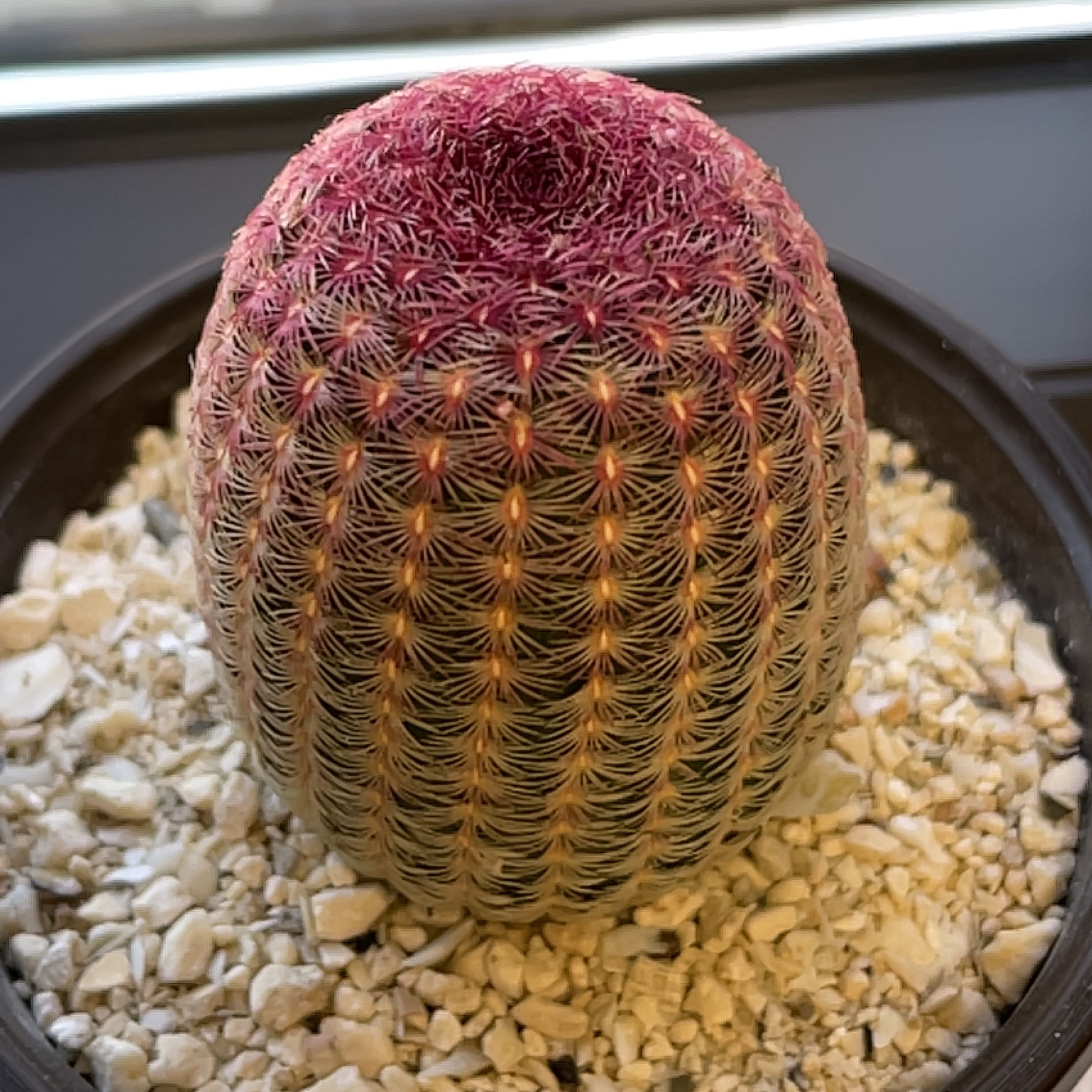 Arizona Rainbow Cactus in a pot with white gravel, showing healthy coloration and pattern.