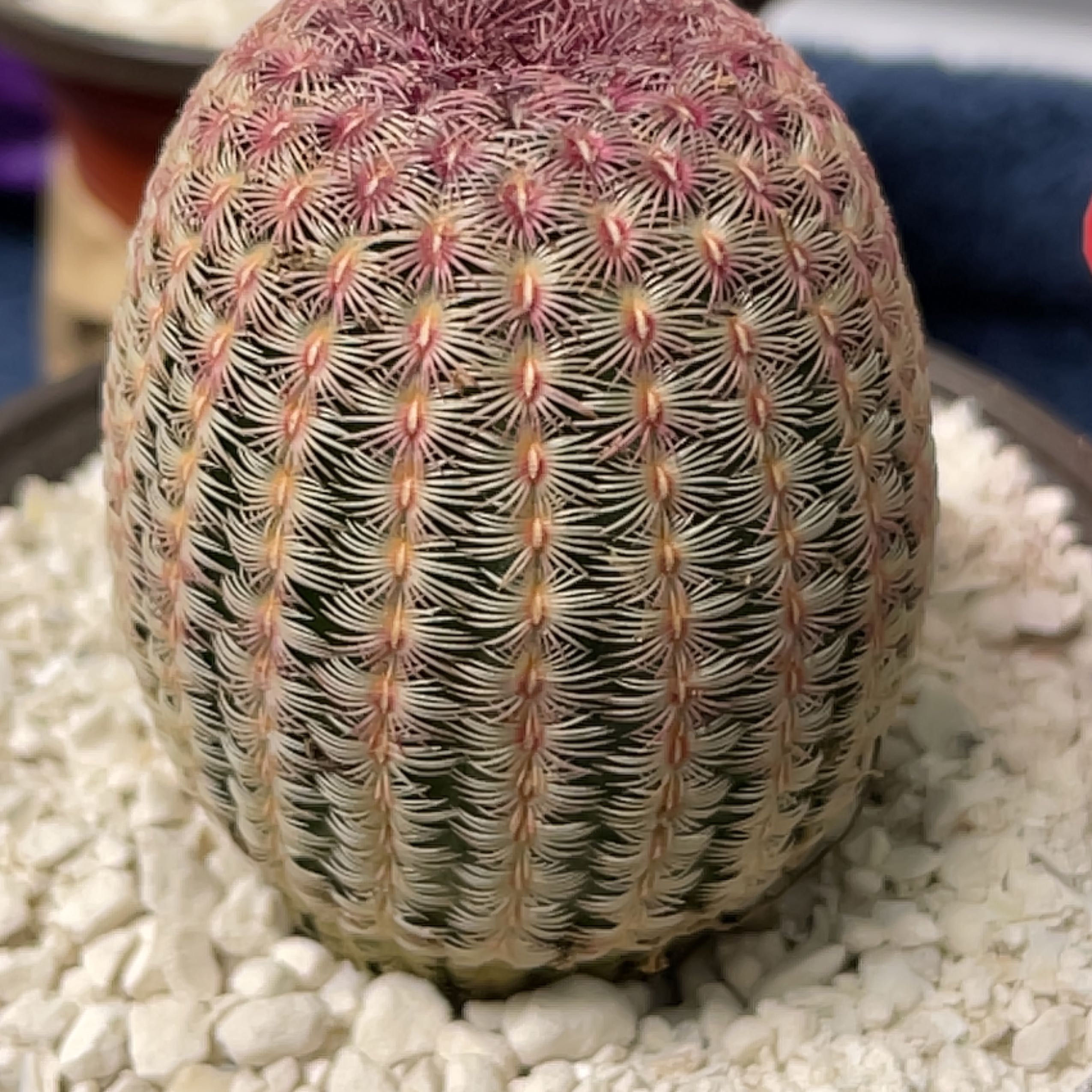 Close-up of a healthy Arizona Rainbow Cactus with distinctive pattern and coloration.