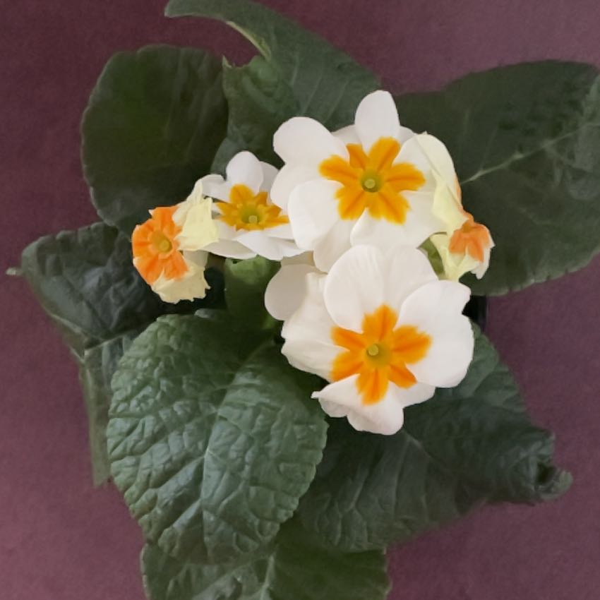 Common Primrose with white and yellow flowers and healthy green leaves.