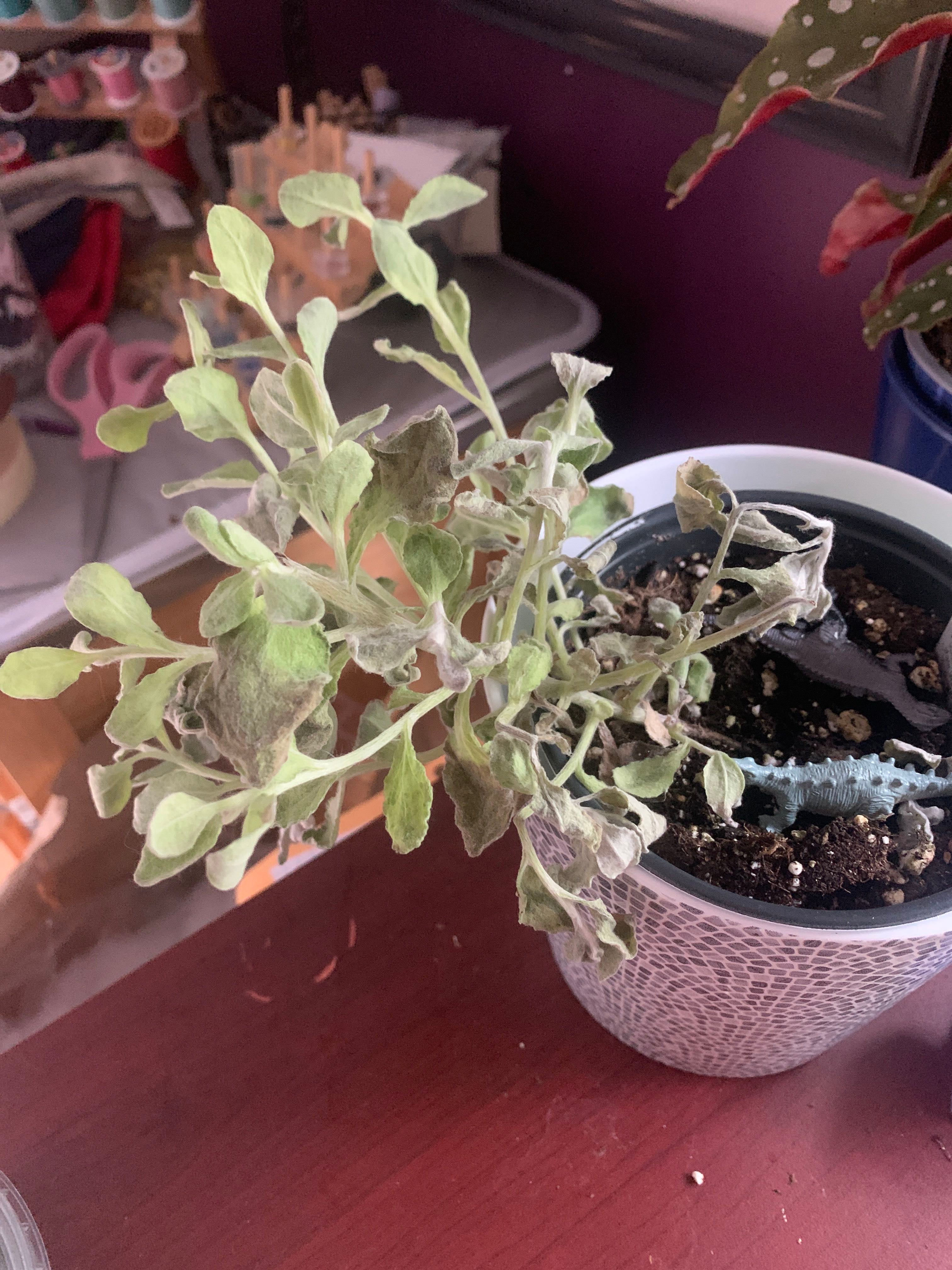 Licorice Plant Hardiness Zones Ultimate Guide 9a11b