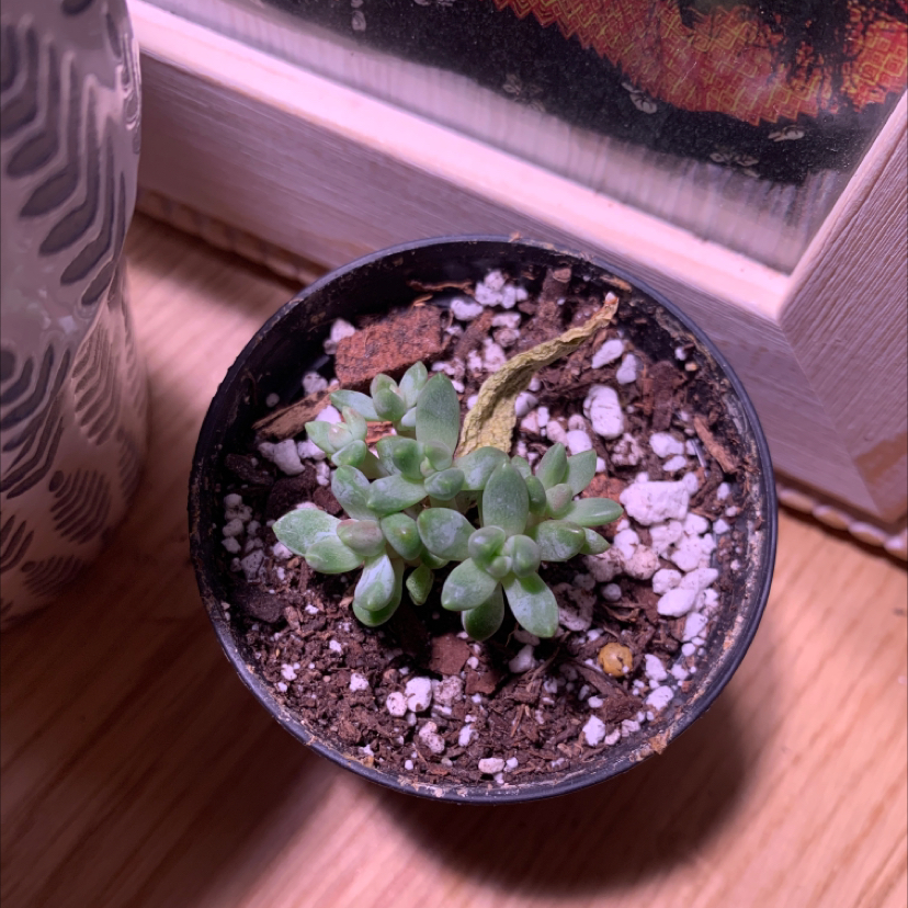 Pachyphytum 'Moon Silver' succulent in a small pot with visible soil and a browning leaf.