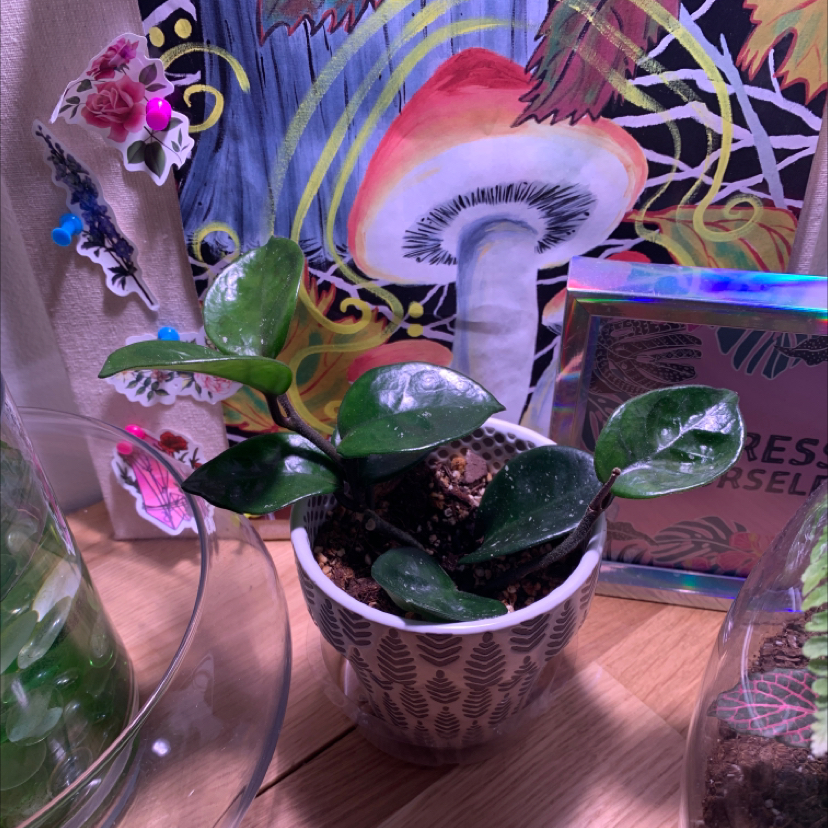Chelsea Hoya plant in a decorative pot with colorful artwork in the background.