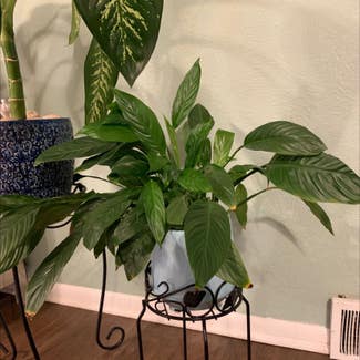 Peace Lily plant in Kansas City, Missouri