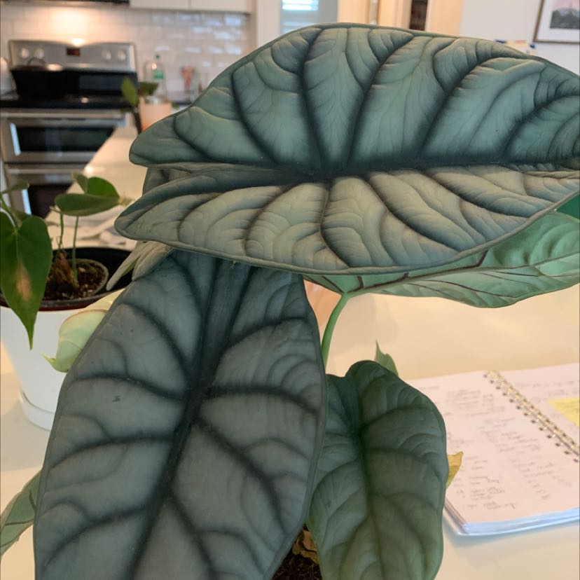 Alocasia 'Dragon Scale' plant with dark green, textured leaves on a counter.