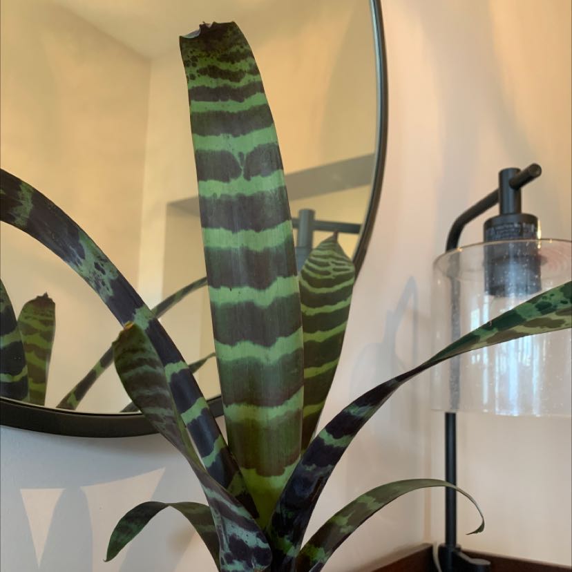 Flaming Sword Bromeliad with green and dark banded leaves, indoor setting with mirror and lamp.