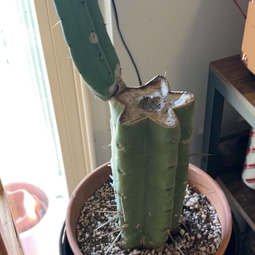 Photo of the plant species Bolivian Torch Cactus by @AppetizingAlula named Bolivian Torch Cactus on Greg, the plant care app