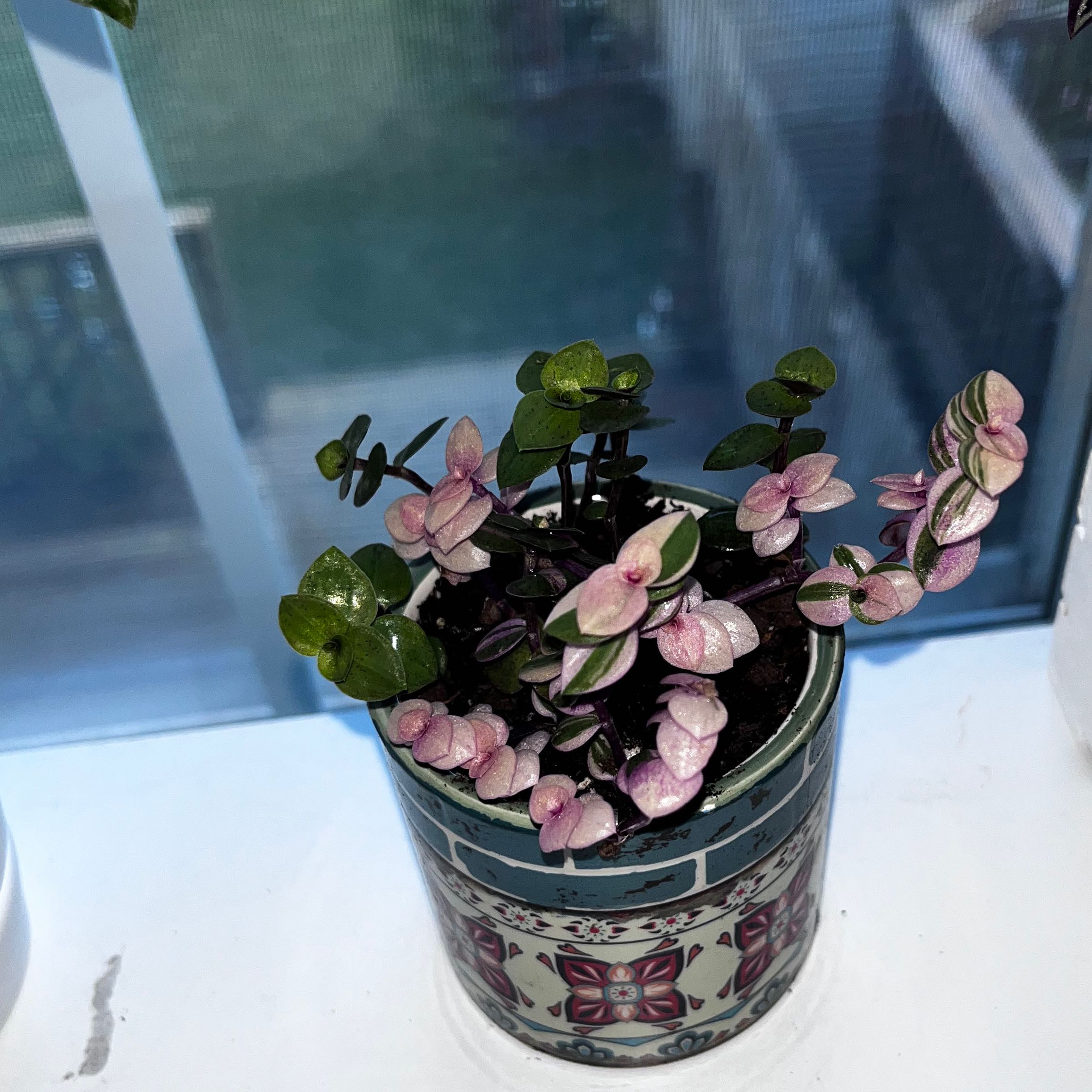 Pink Panther Tradescantia plant in a decorative pot with vibrant pink and green leaves.