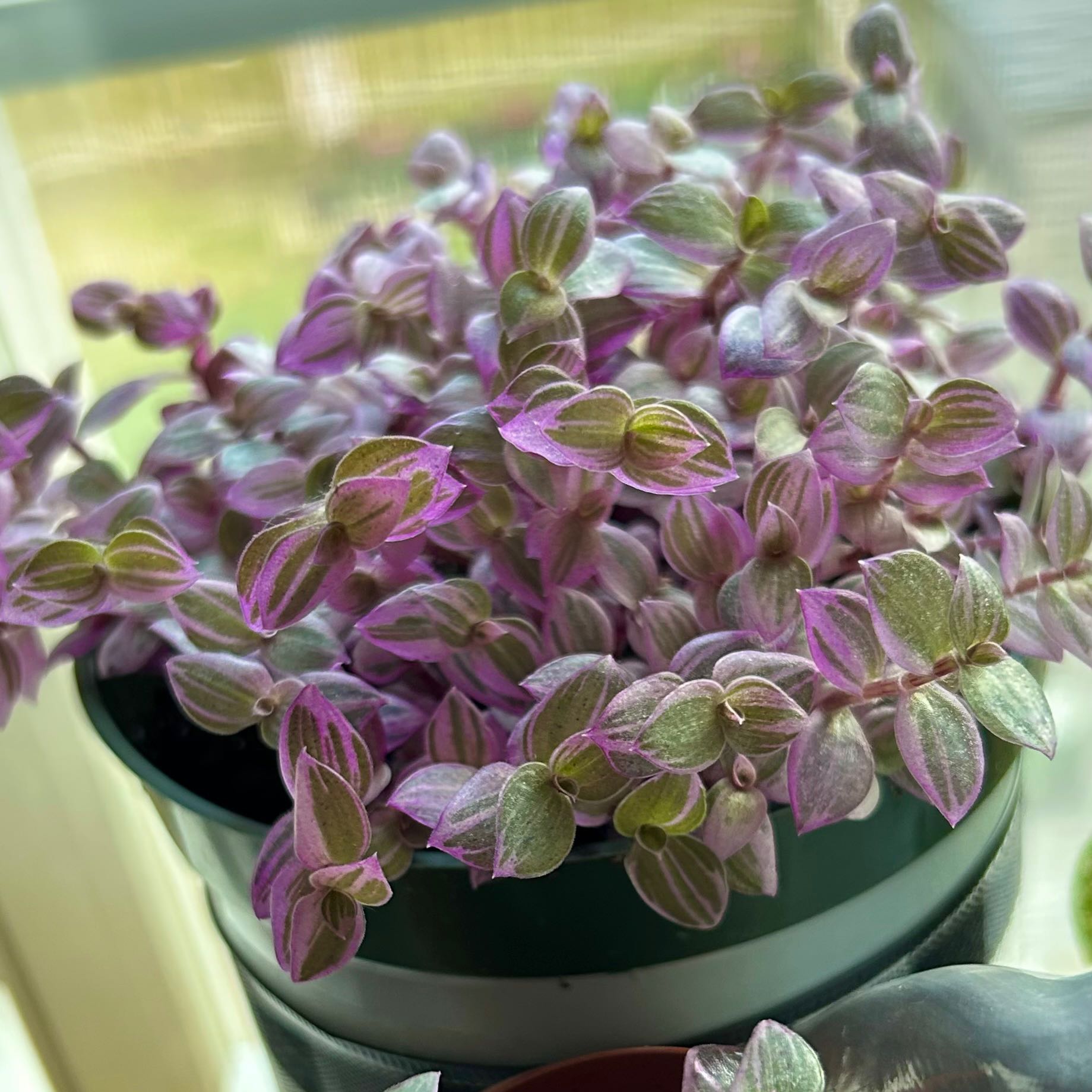 Pink Panther Tradescantia plant in a pot with vibrant pink and green leaves.