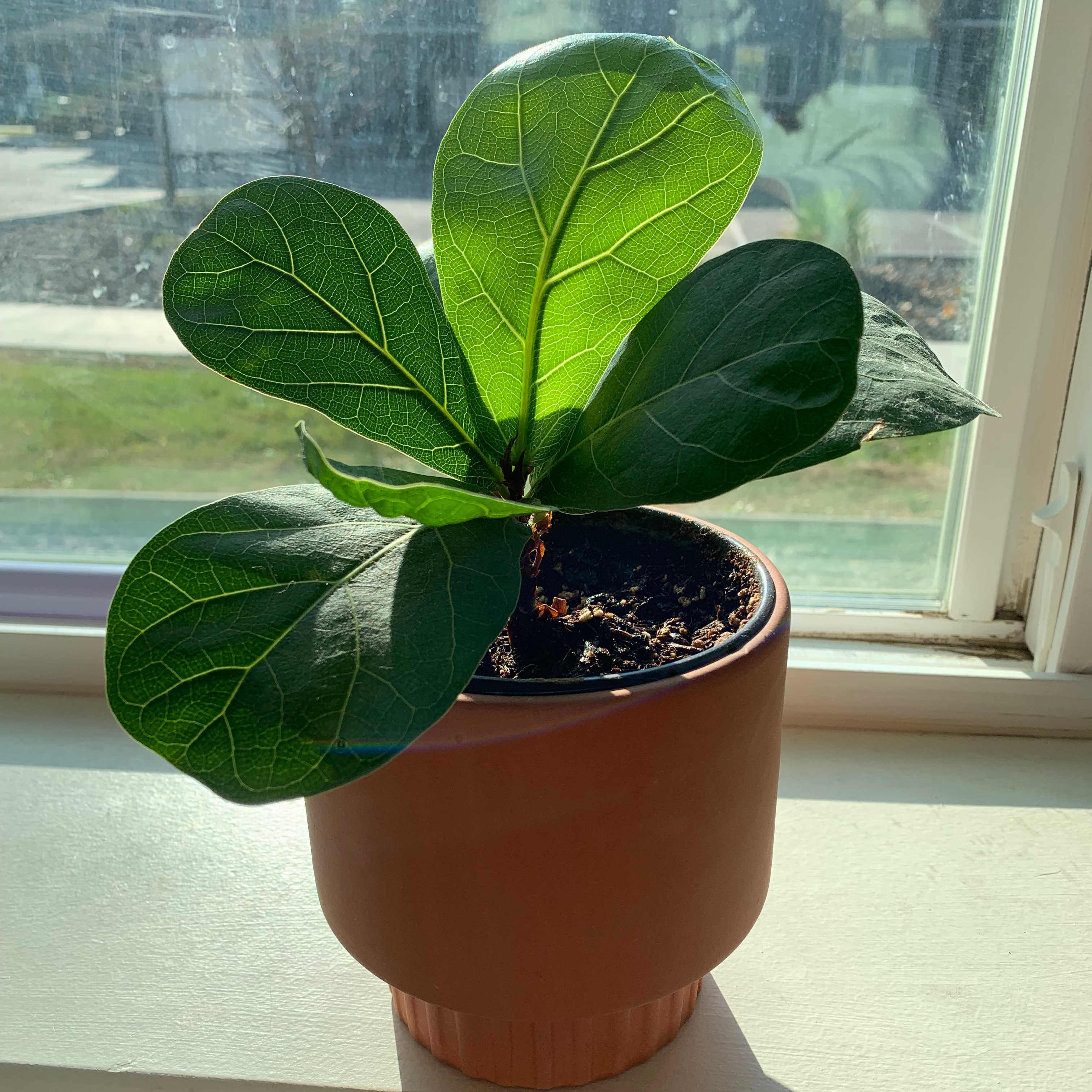 🌡 What Temperature Should My Fiddle Leaf Fig Be Kept At?