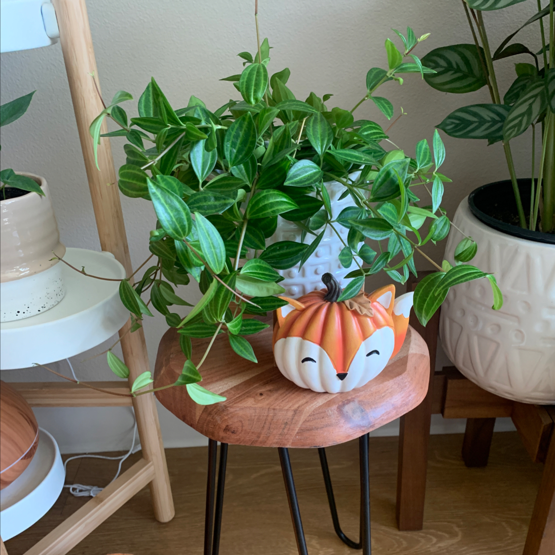 Healthy Beetle Peperomia plant on a wooden stool with vibrant green leaves.