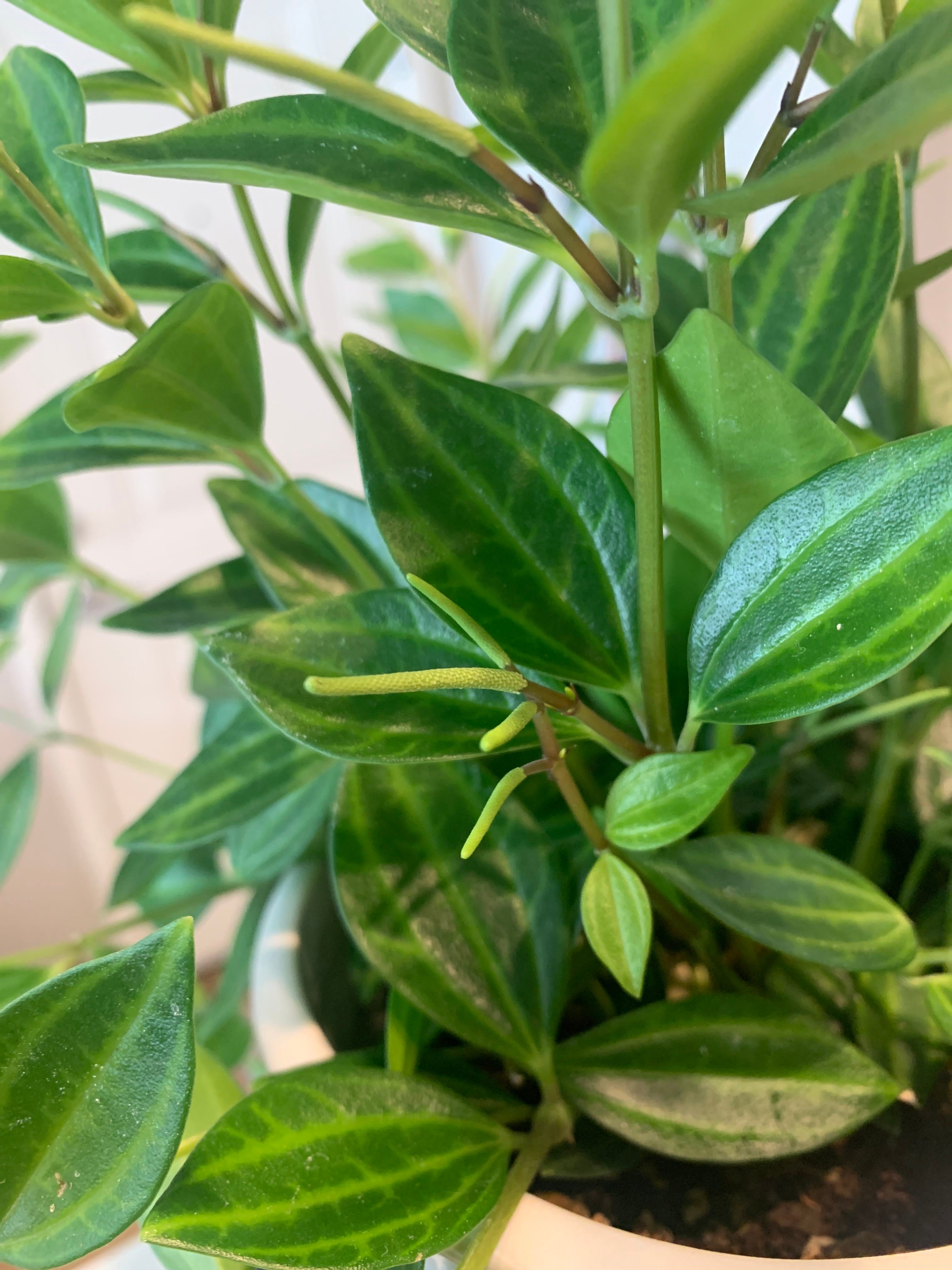 🐞 Why Beetle Peperomia Is A Perennial Plant