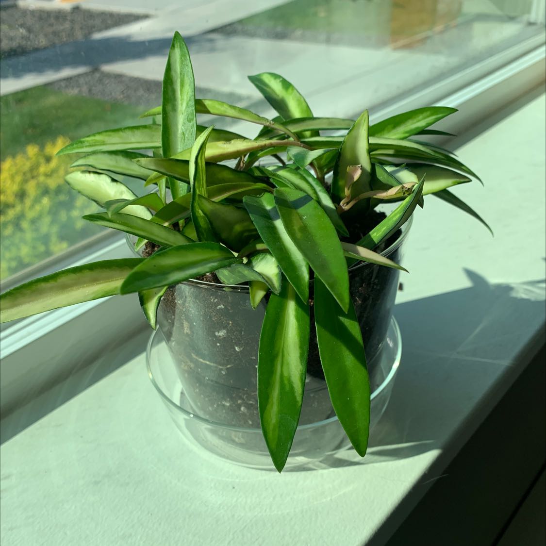 Variegated Hoya wayetii plant in a pot on a windowsill, healthy with vibrant green leaves.