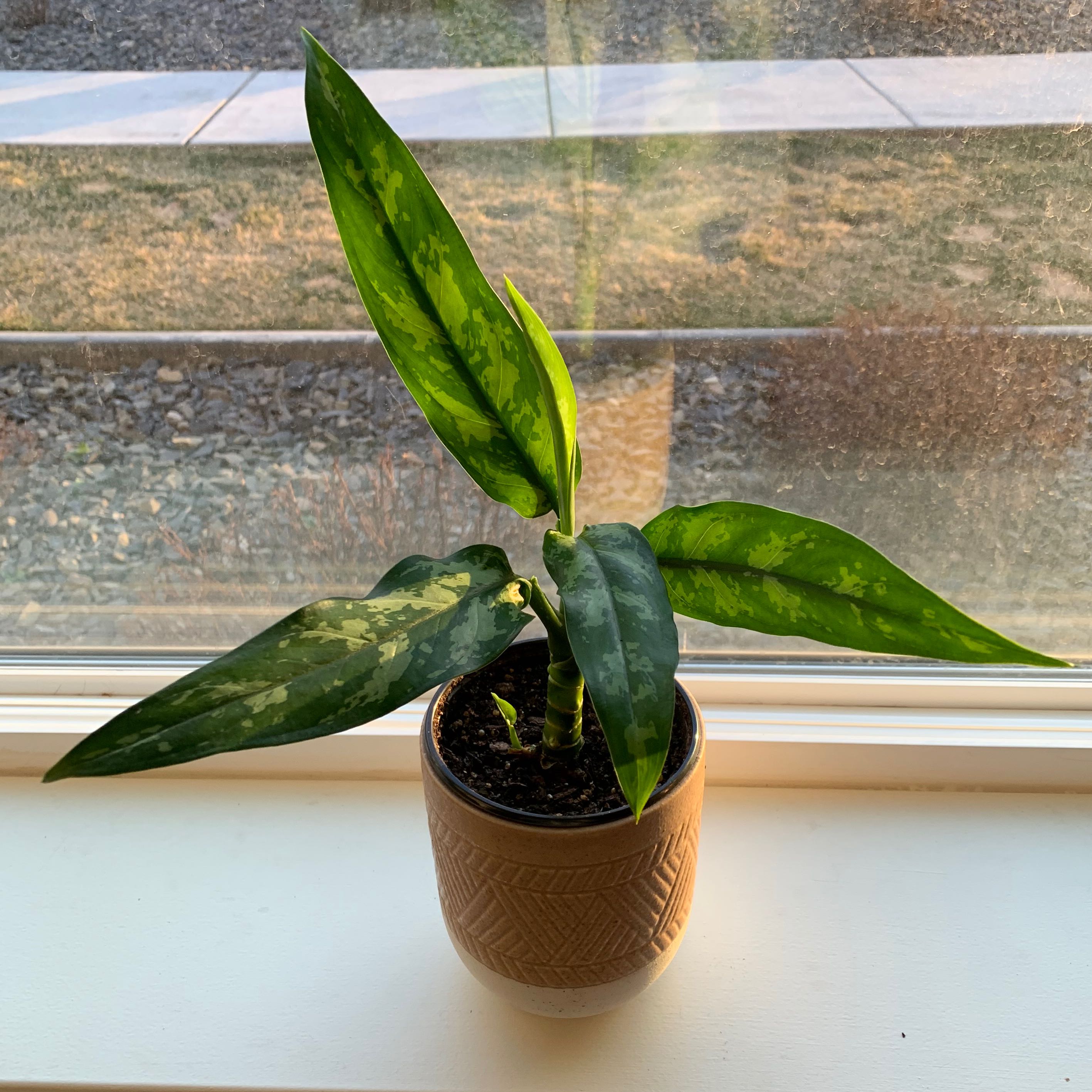 Aglaonema 'Emerald Beauty' plant on a windowsill in a pot with visible soil.