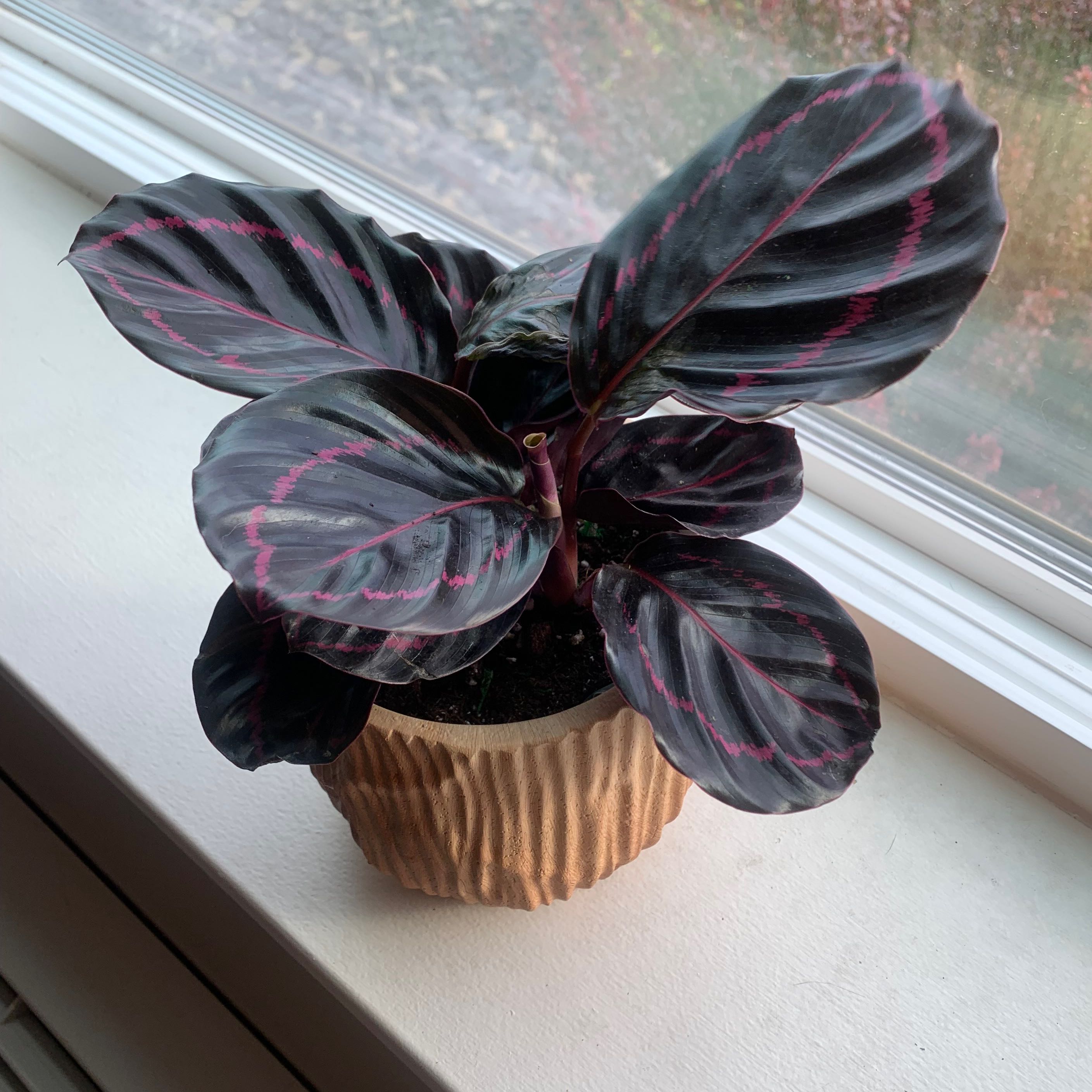 Calathea Dottie: The Ultimate Growing Guide