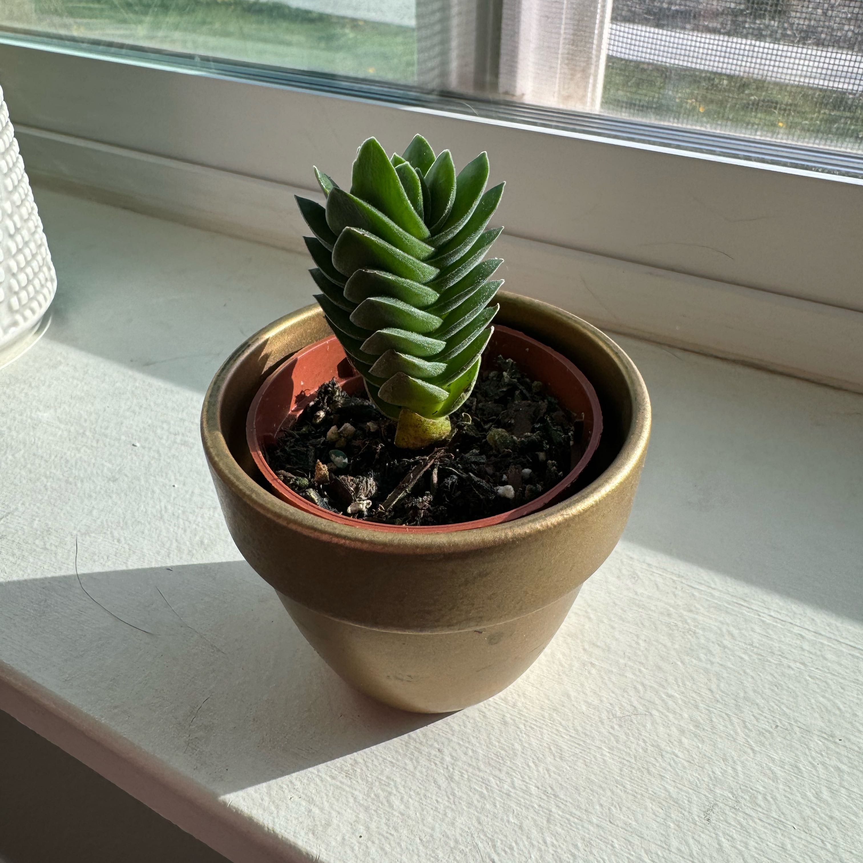 Crassula 'Buddha's Temple' plant in a pot on a windowsill, healthy and well-framed.