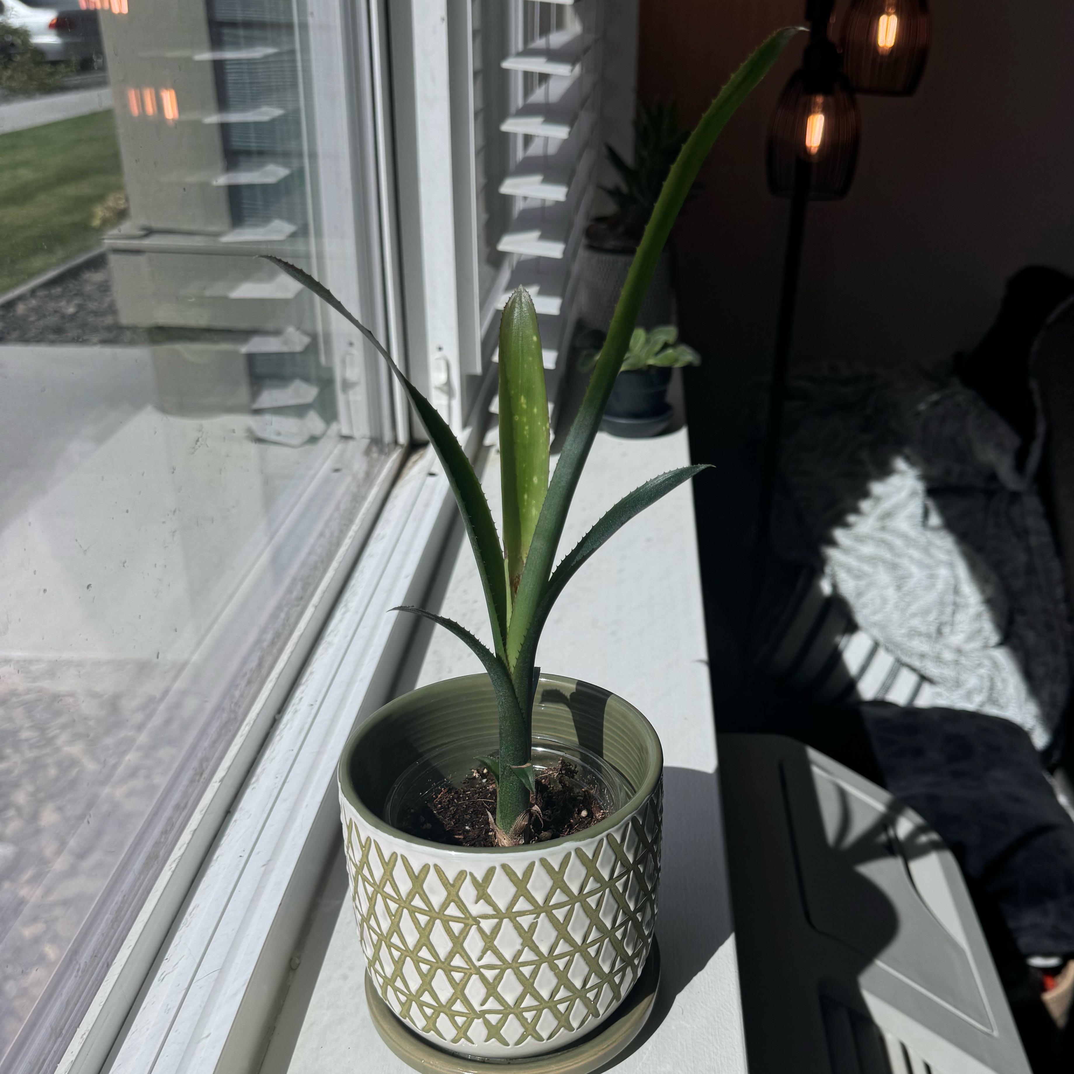 Photo of the plant species Billbergia 'Hallelujah' by @malyxo named Planty on Greg, the plant care app