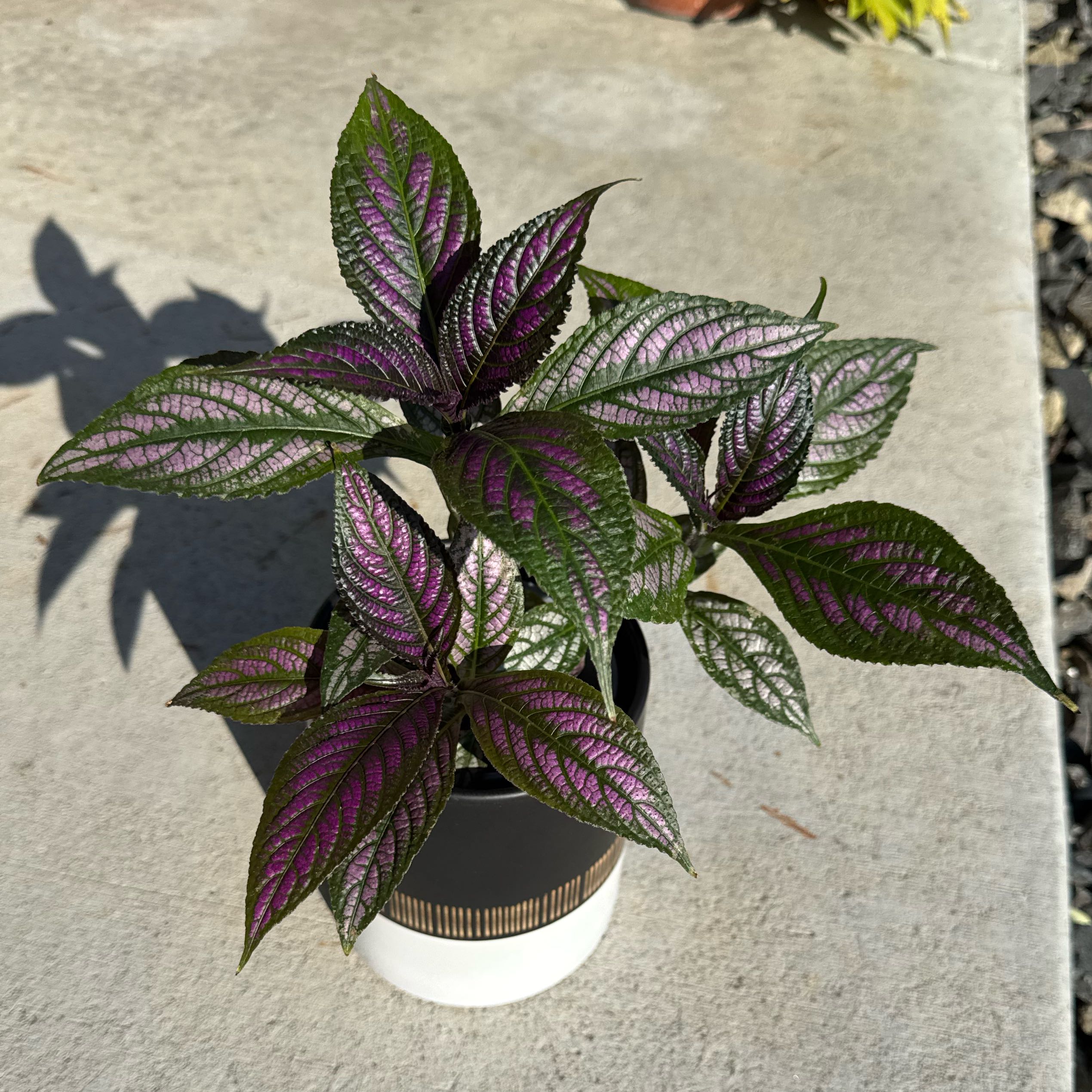 Spike Leaves