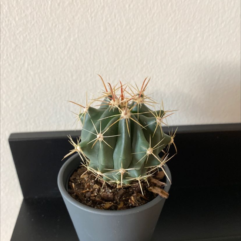 Photo of the plant species Blue Barrel Cactus by @FitBloodleaf named Your plant on Greg, the plant care app