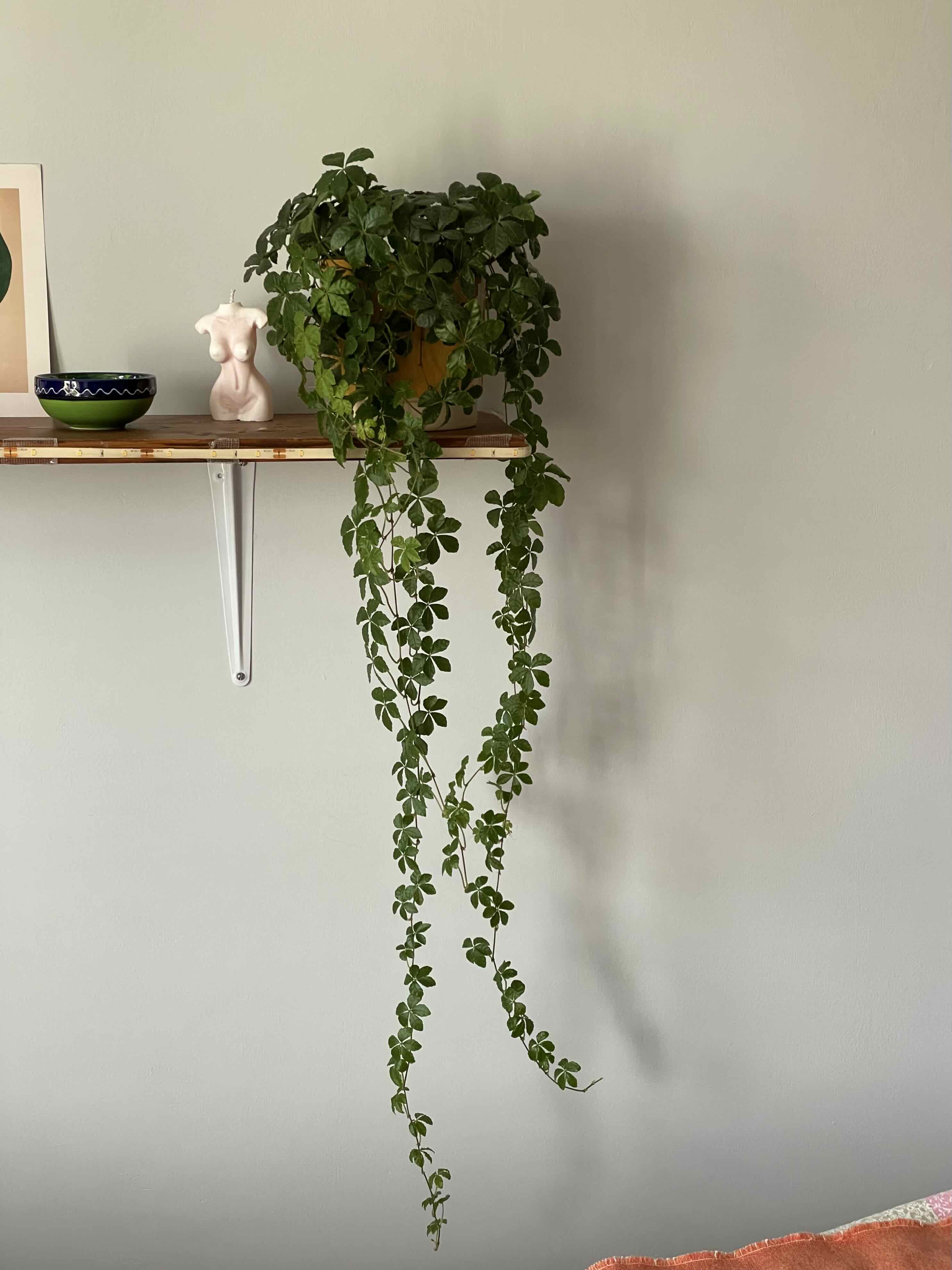 Verona Vein uploaded to the Greg plant app by @BabyRedfir
