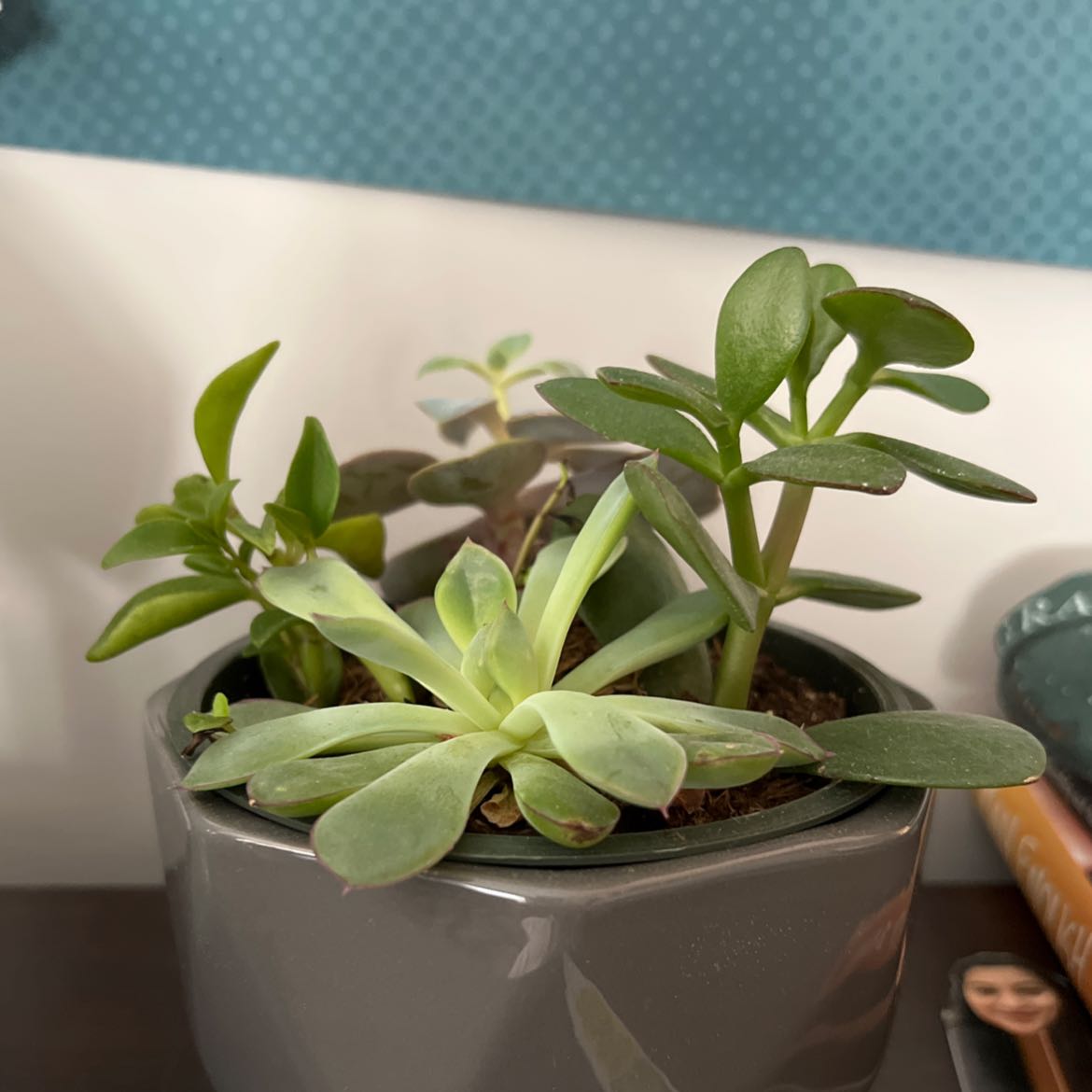 A healthy succulent plant in a small pot with green leaves, well-framed and in focus.
