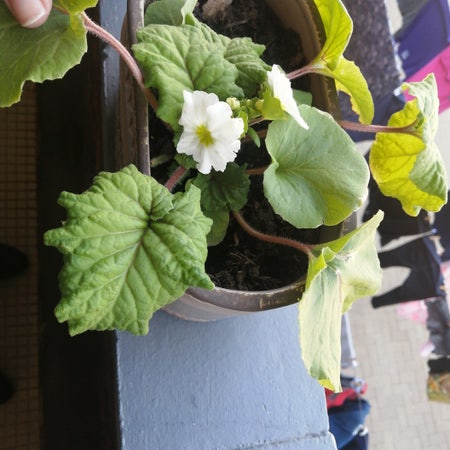 Photo of the plant species English Primrose by Laplants95 named Primula obconica white on Greg, the plant care app