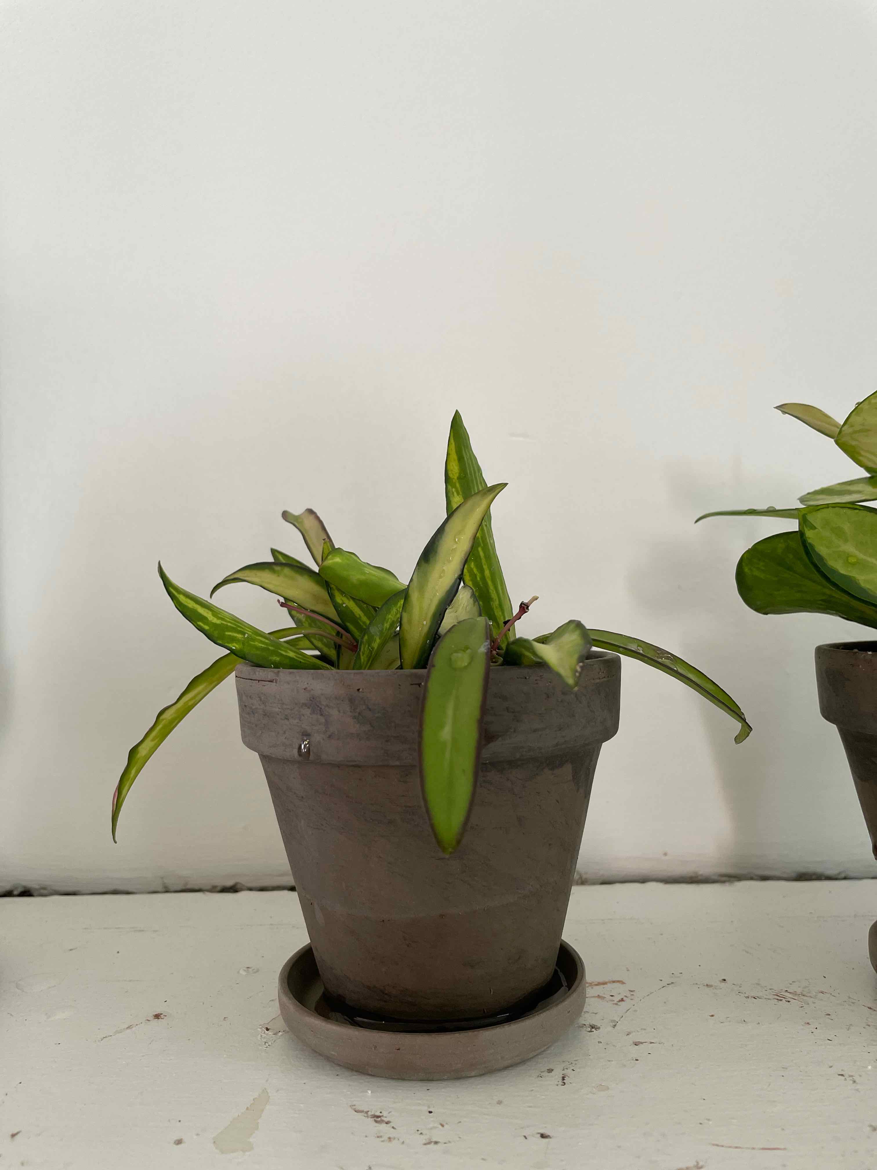 Variegated Hoya kentiana in a pot, healthy with no visible soil or flowers.