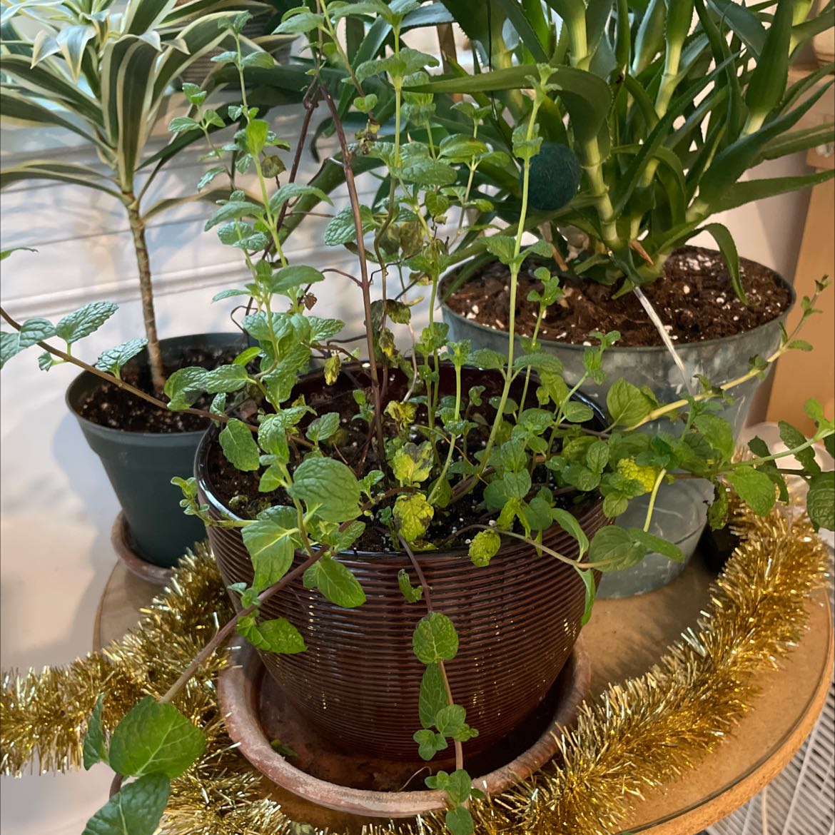 Potted mint plant with green leaves, other plants in the background.