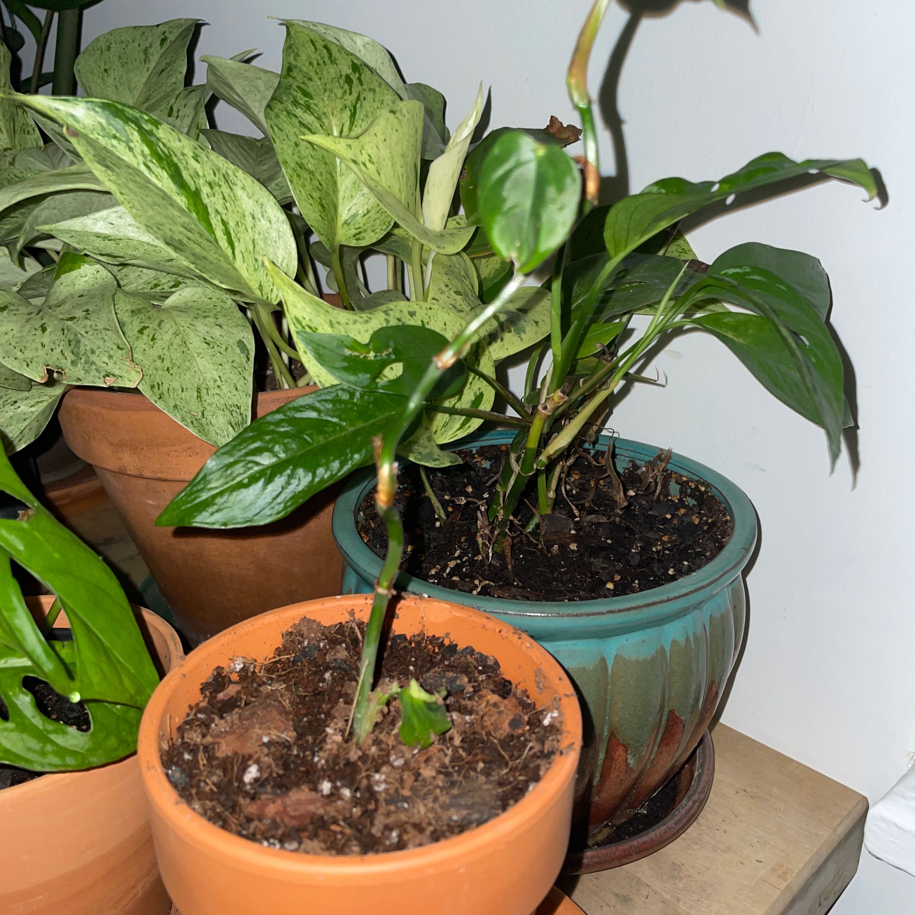 Multiple potted plants including a Philodendron nangaritense, with visible soil and healthy leaves.