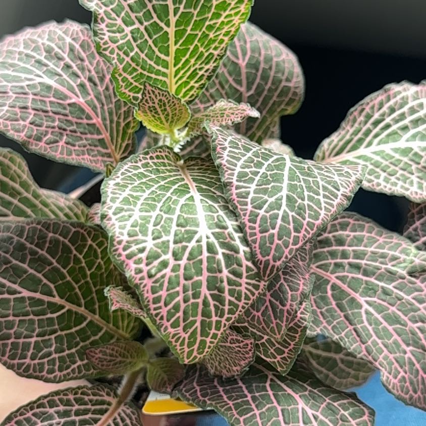 Photo of the plant species Juanita Nerve Plant by @Marli_andme named Juanita on Greg, the plant care app