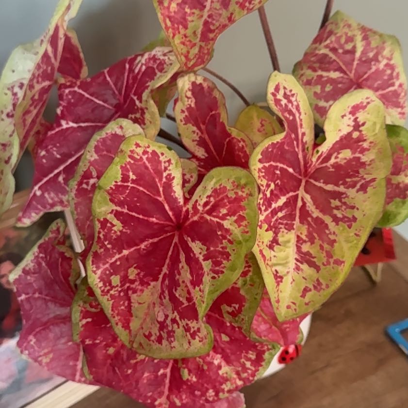 Photo of the plant species Caladium 'Raspberry Moon' by @Marli_andme named Alma on Greg, the plant care app