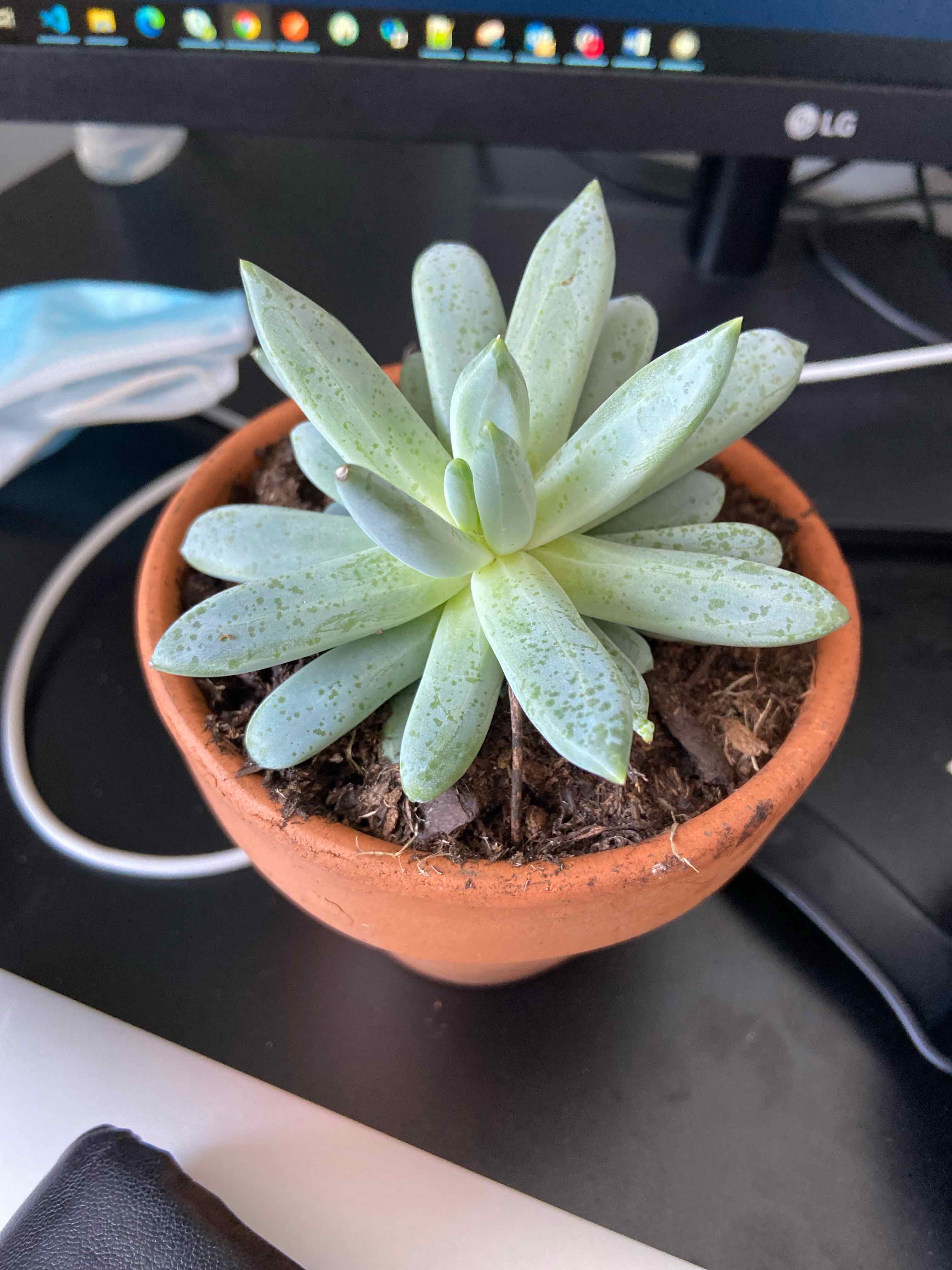 A healthy succulent plant in a terracotta pot with visible soil.