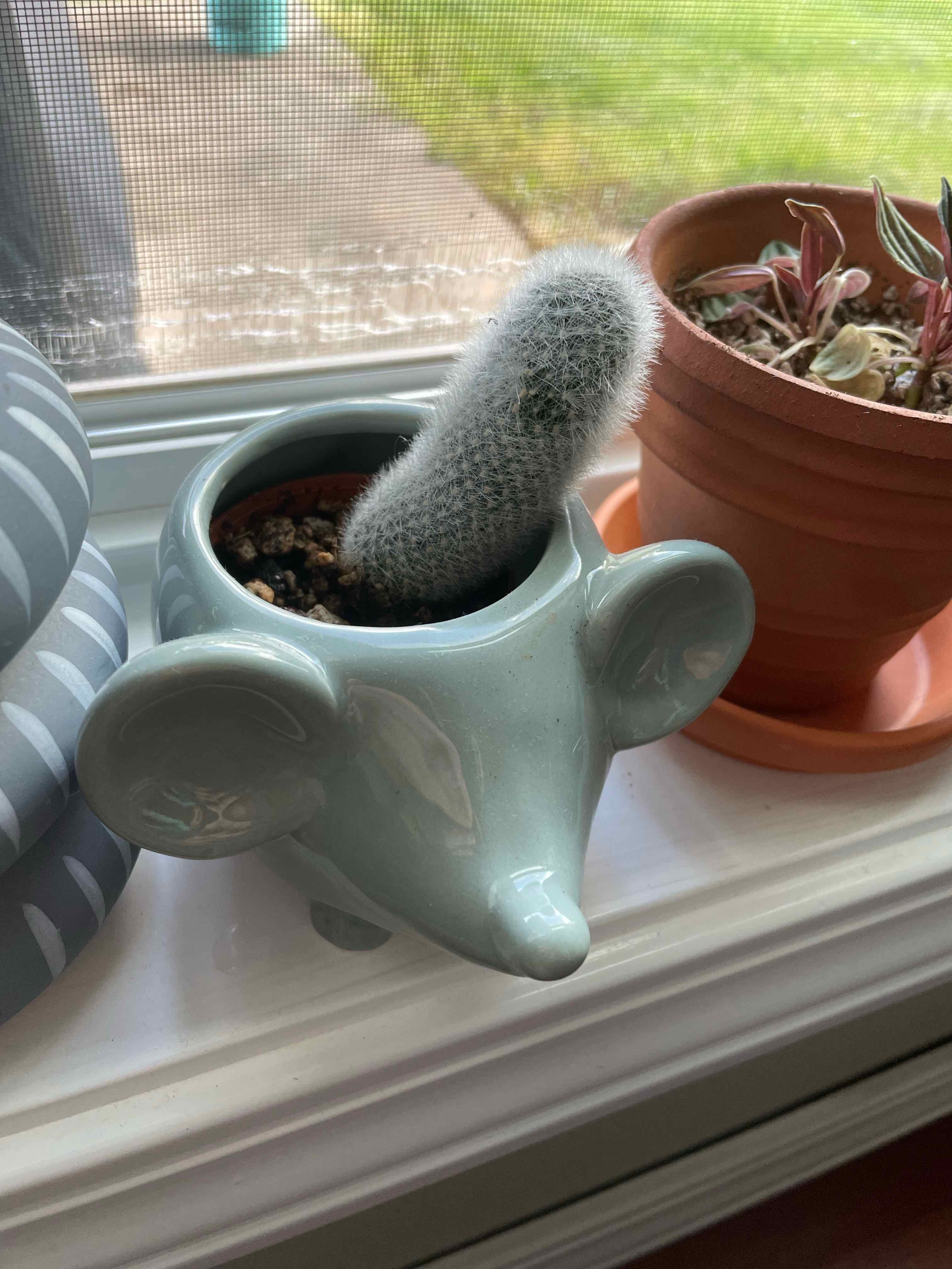 Rattail Nipple Cactus in a decorative mouse-shaped pot on a windowsill.