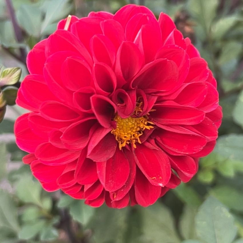 A vibrant red Garden Dahlia flower in full bloom with well-formed petals.