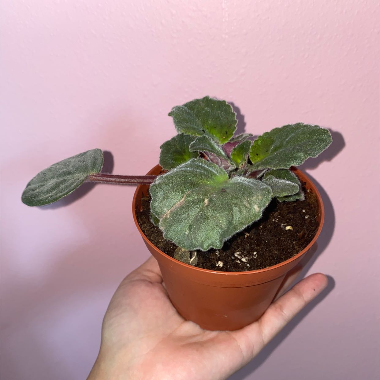 Kenyan Violet plant in a small pot, held in a person's hand against a plain background.