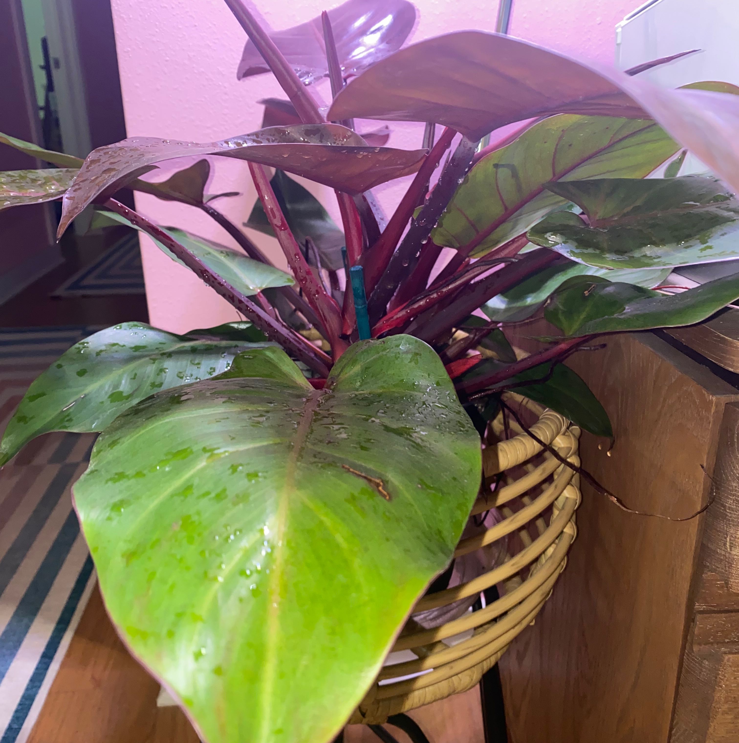 McColley's Finale plant with vibrant green and reddish leaves in a wicker basket.