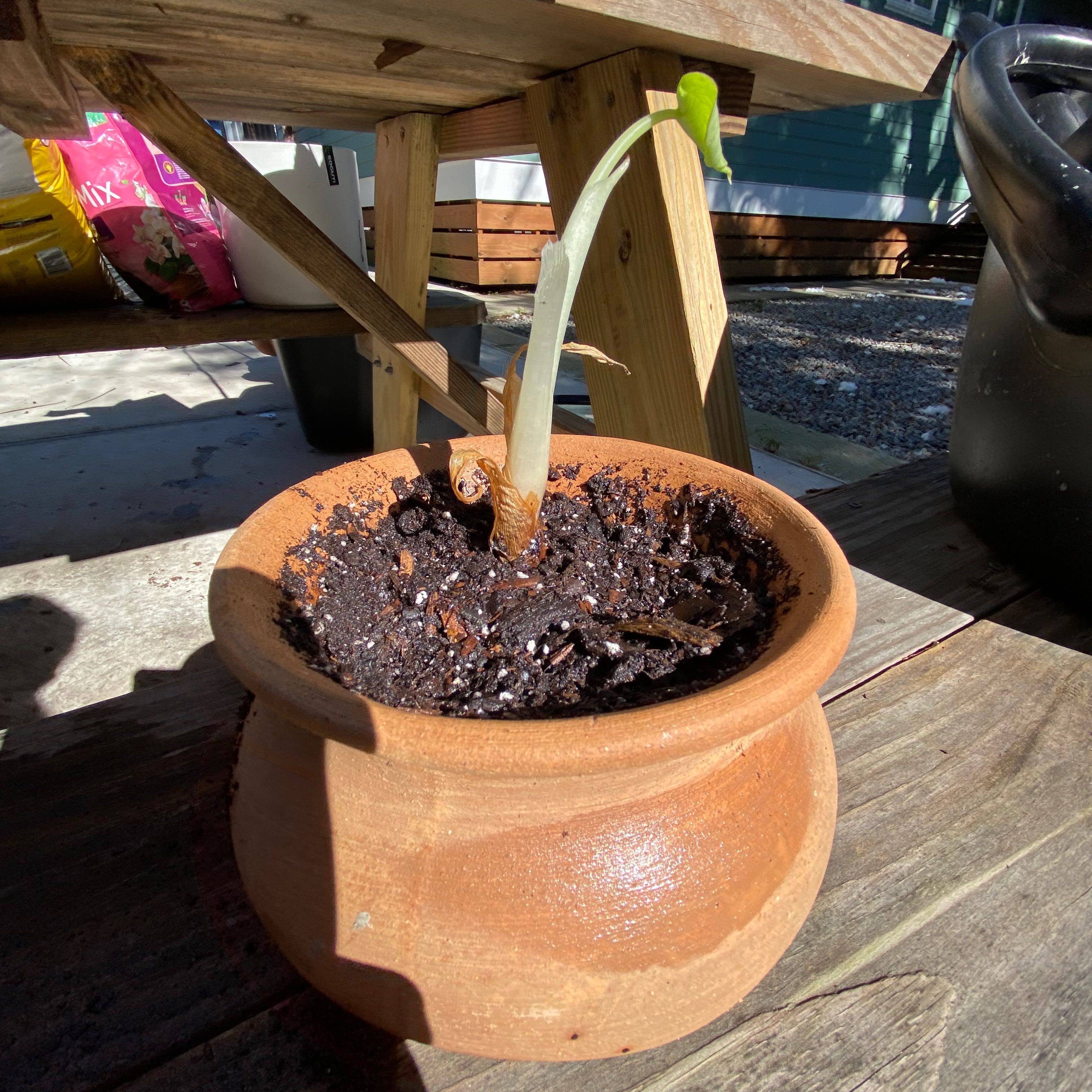 Potted Striped-Tubed Amaryllis with a single green shoot in a terracotta pot on a wooden surface.