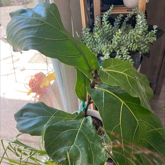 Fiddle Leaf Fig plant in Phoenix, Arizona