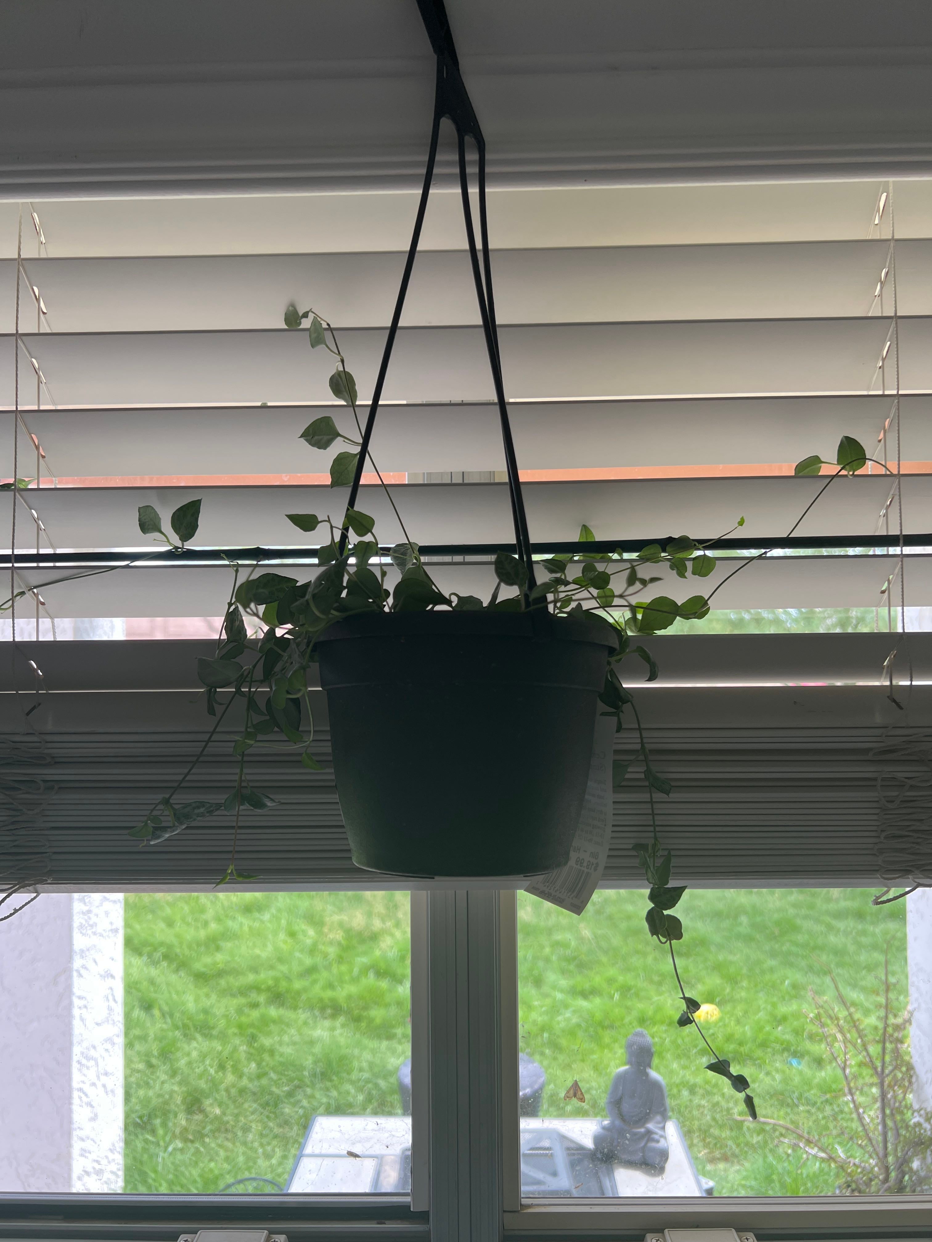 String of Spades Plant Care Water, Light, Nutrients Greg App 🌱