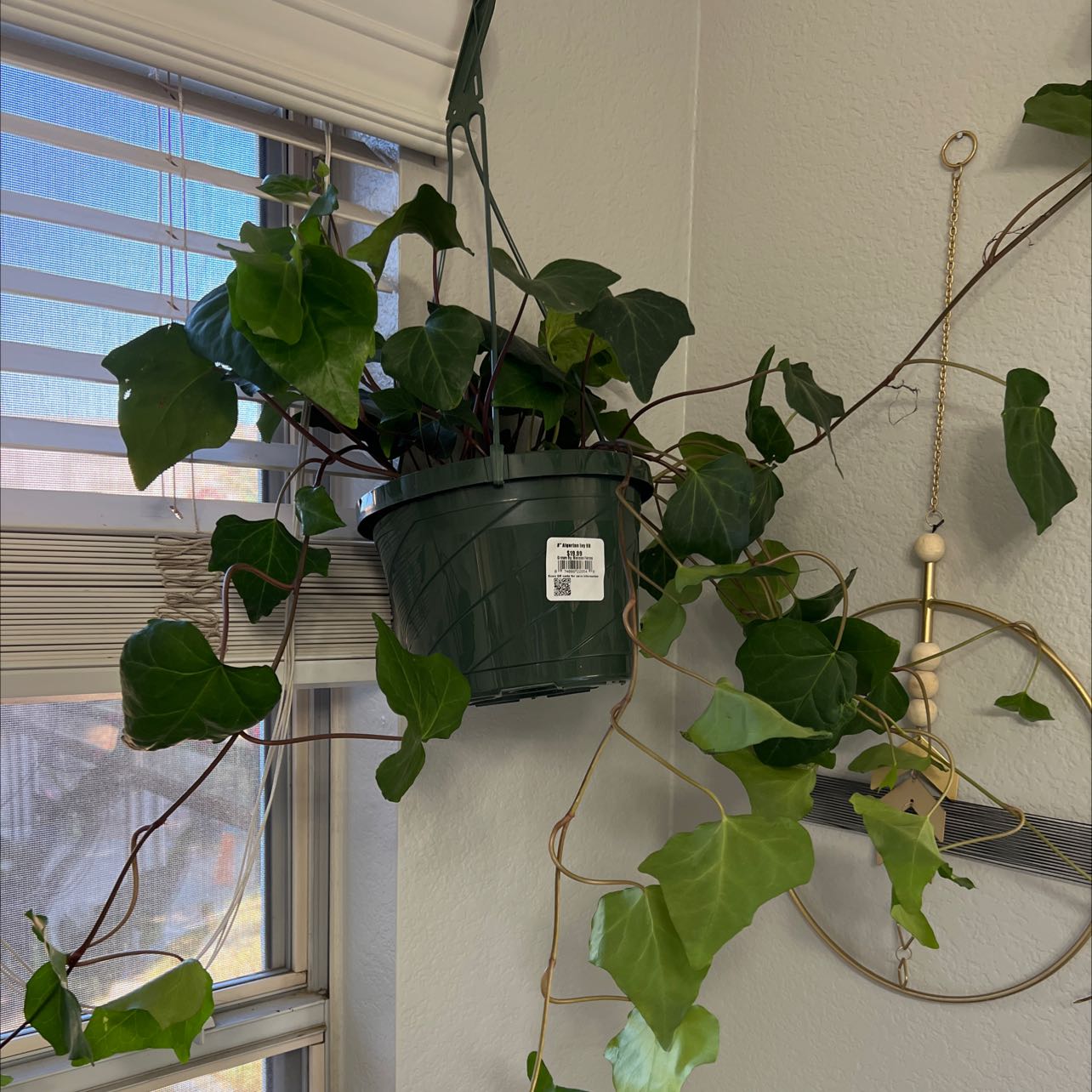 Canarian Ivy plant in a hanging pot with vibrant green leaves.