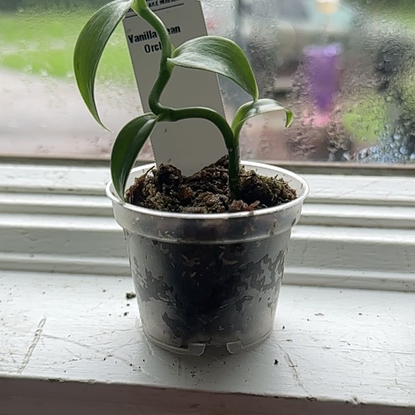 Photo of the plant species Flat Leafed Vanilla by @SportSalad named Ronaldo on Greg, the plant care app